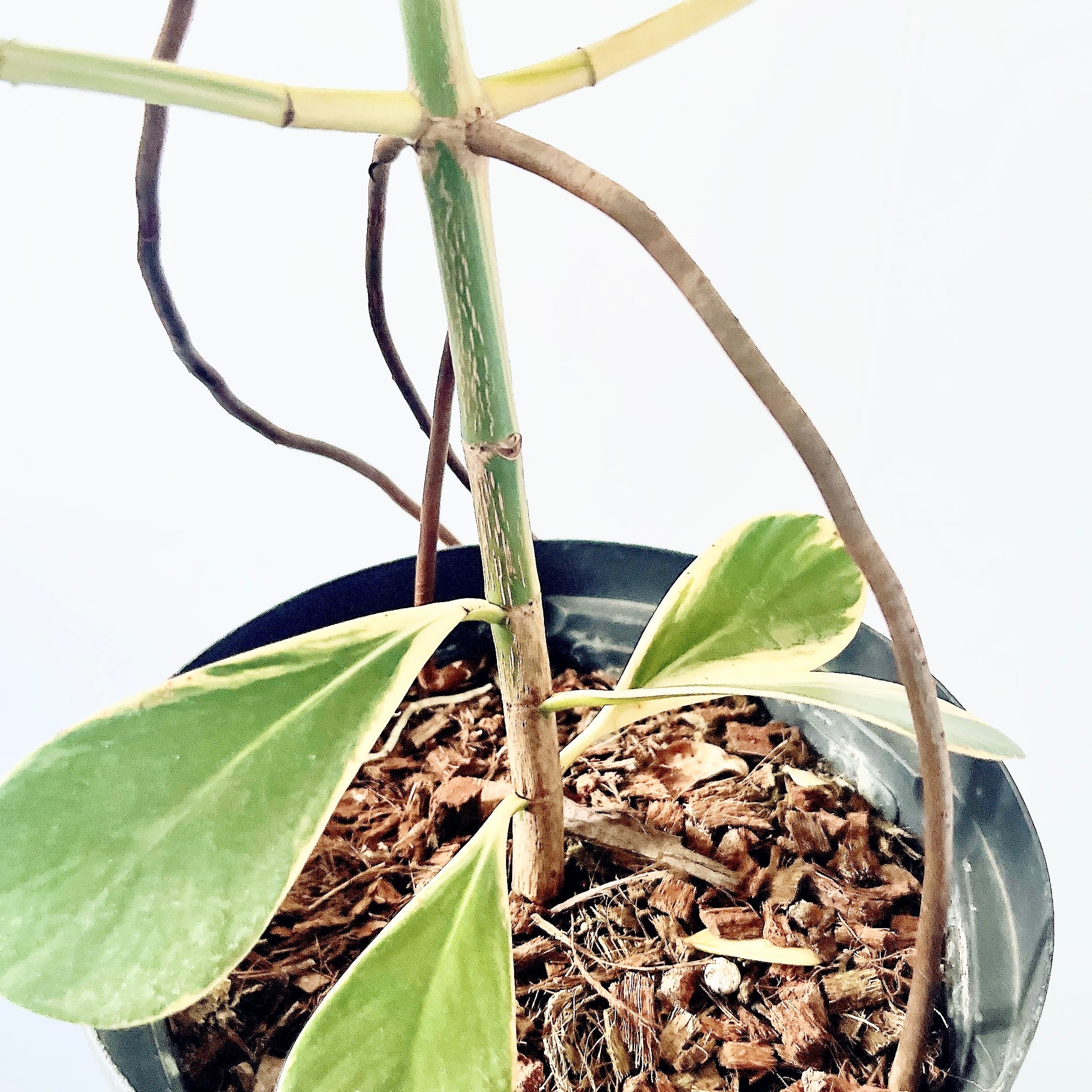 クルシアロゼアプリンセス 初めての方にもおすすめ 観葉植物 calm cafe