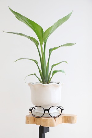 【S】オーガスタ/Strelitzia