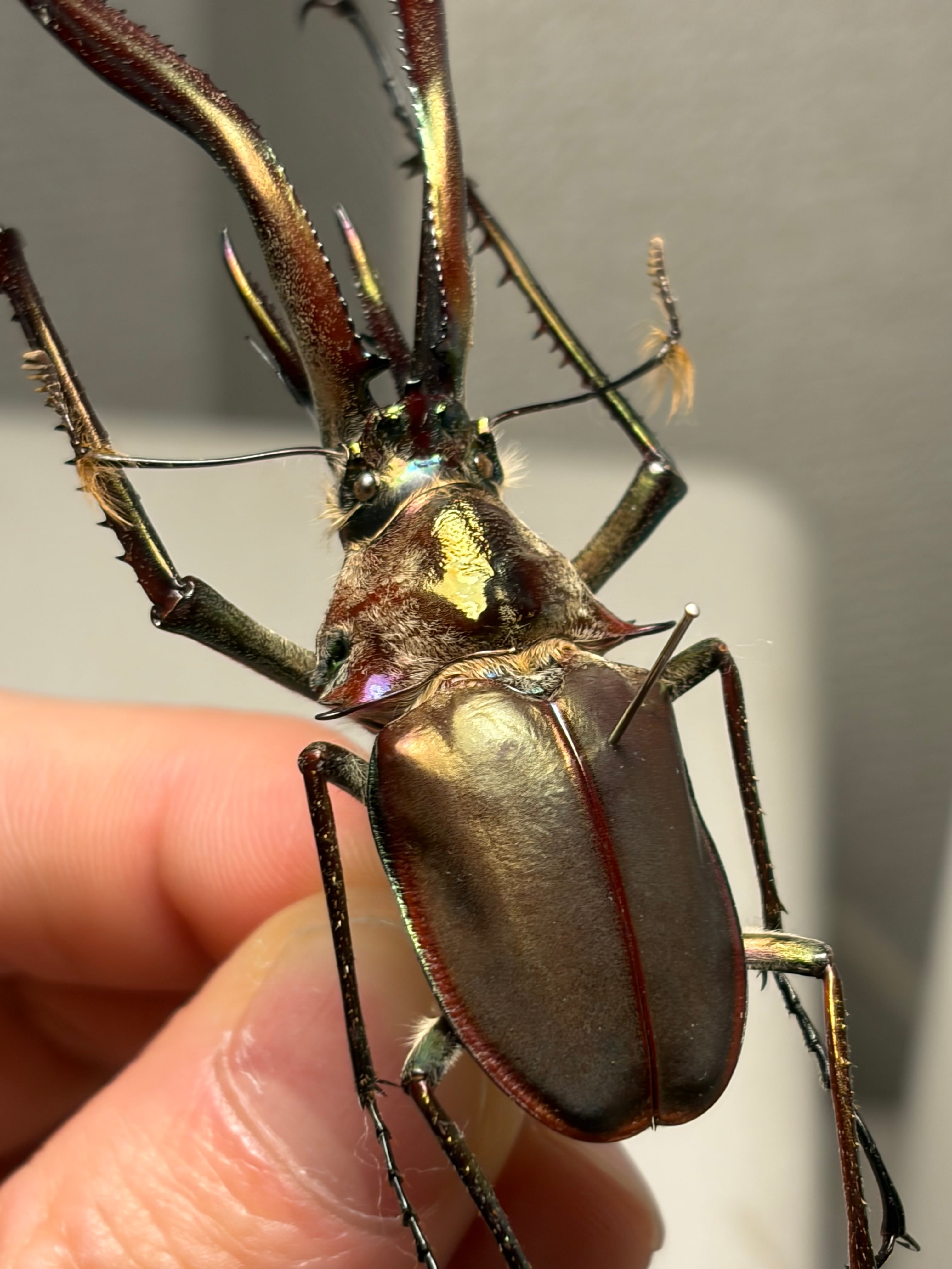 有毛79mm】チリクワガタ メタリフェルホソアカクワガタ Wild 昆虫標本