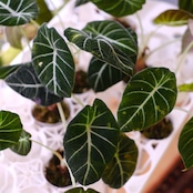 Alocasia reginula 'Variegated' / アロカシア ブラックベルベット【お得なまとめ売り】