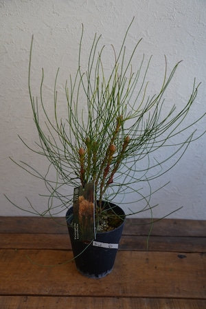 ペトロフィルエリシフォリア①