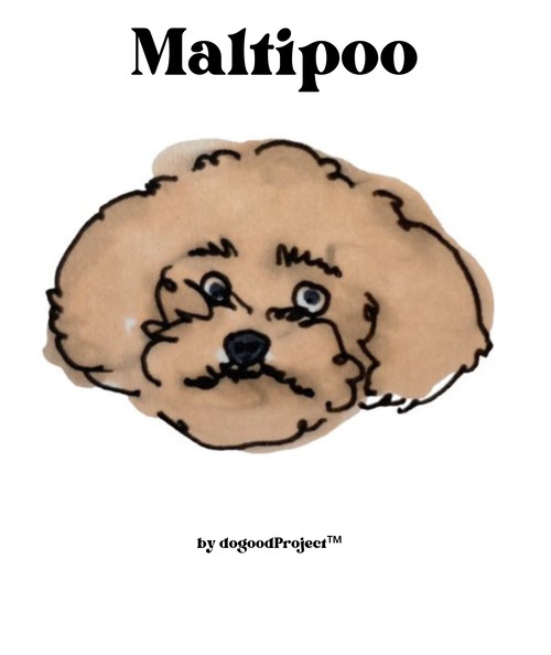 Maltipoo(マルプー)