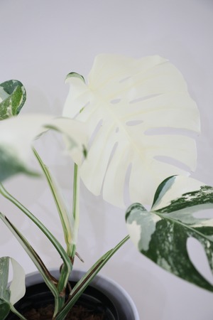 【M】【希少】モンステラ ボルシギアナ バリエガータ/Monstera borsigiana variegata