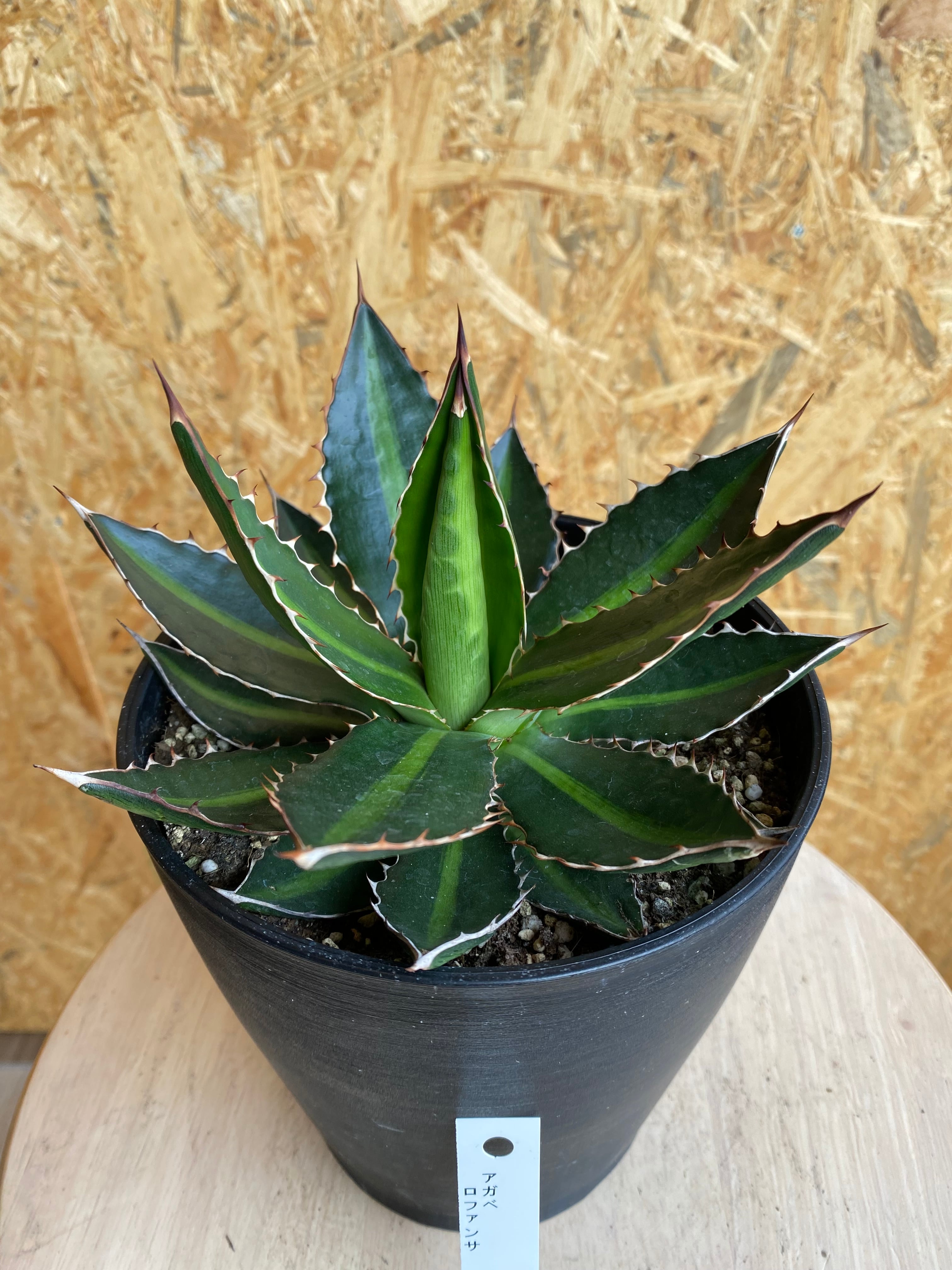 アガベ ロファンサ H22cm W17cm | Garden Varejo