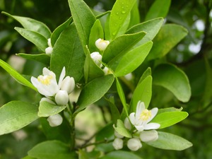 ポンカン【ご家庭用】5㎏3Lサイズ（約25個）