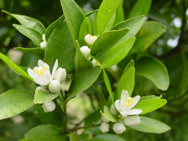 ポンカン【ご家庭用】5㎏3Lサイズ（約25個）