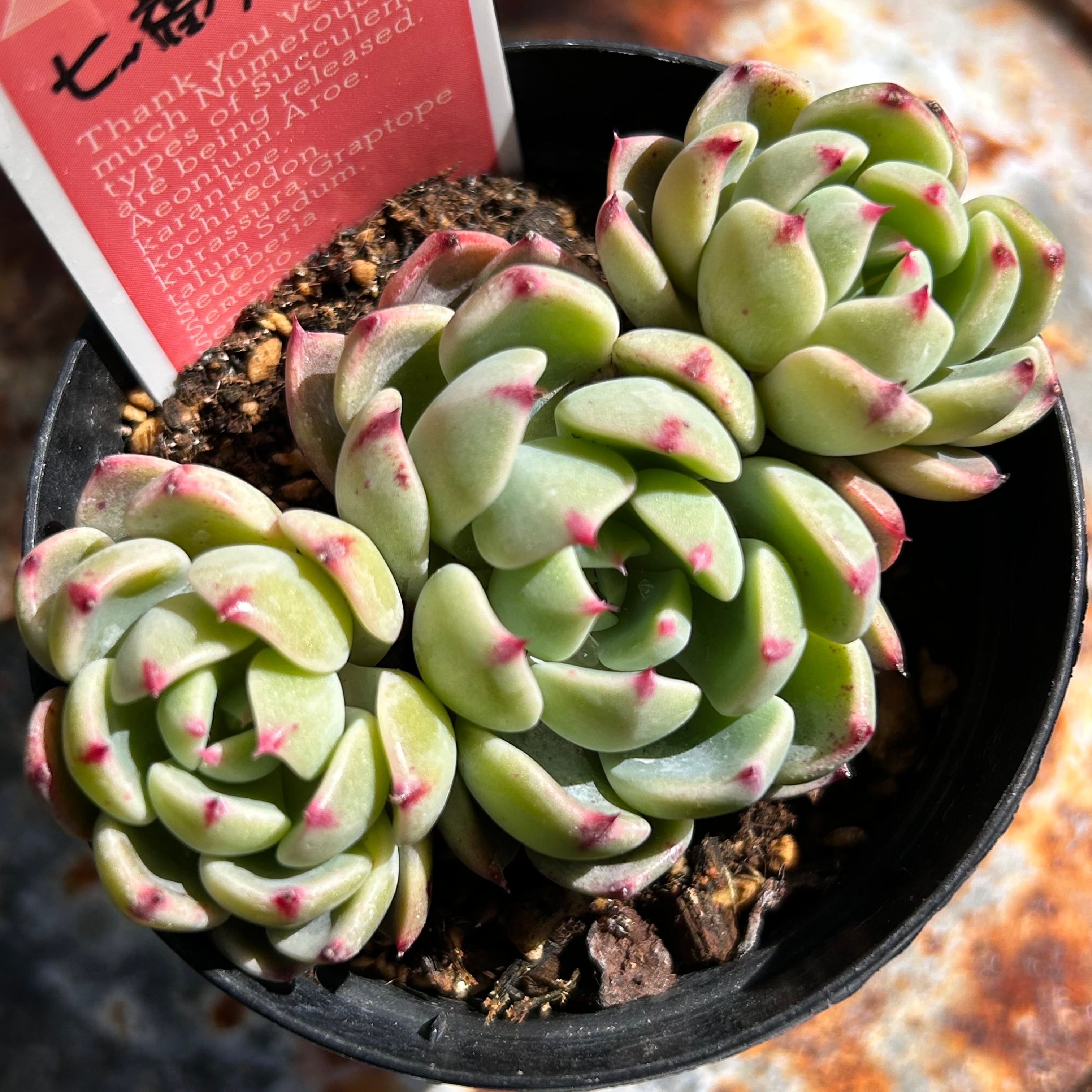 多肉植物 カワイイ紅葉コンビ♡フーケリー とチョコレートボール♫ チョコレートボール | RuPo 多肉植物専門店