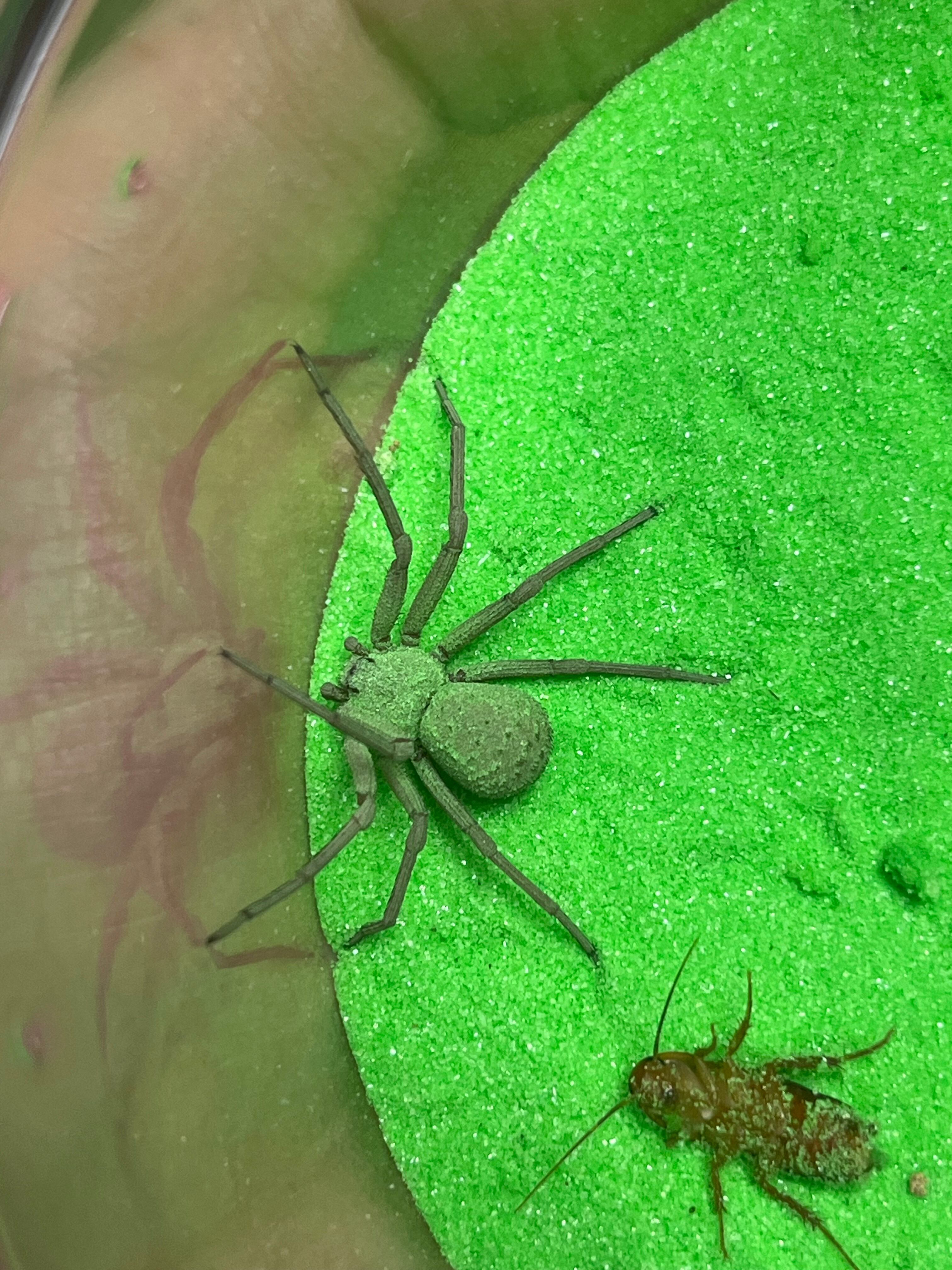 トゥルースパイダー | オモニキチュウ