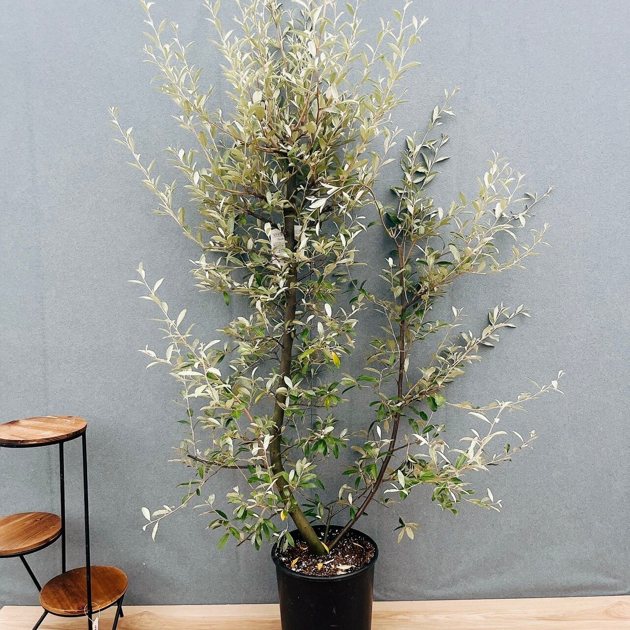 現品］34番 エバーフレッシュ 曲がり 9号 観葉植物 室内 大型 人気