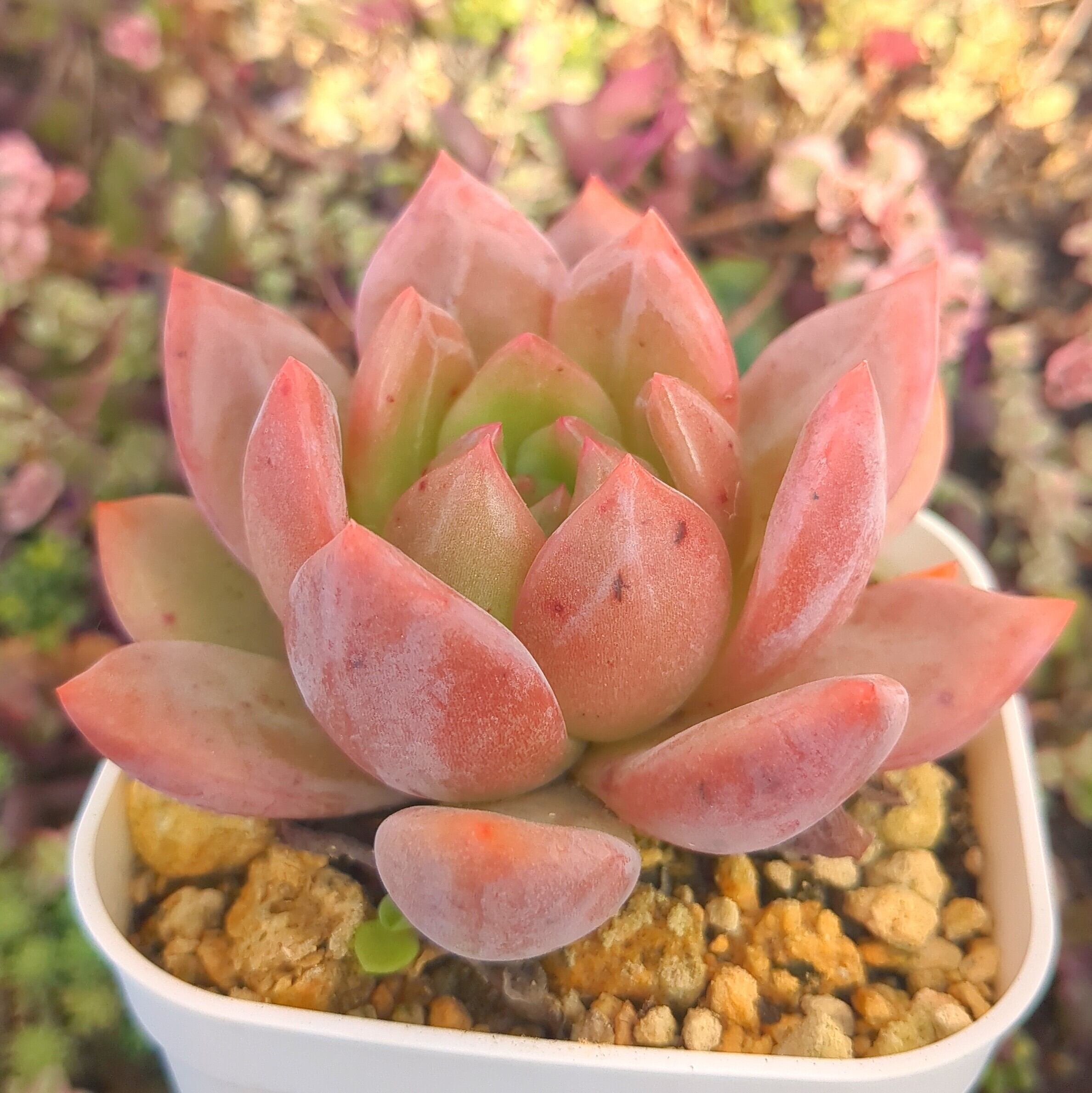 エケベリア シャーロット （抜き苗） | 多肉植物のネットショップ ST Farm