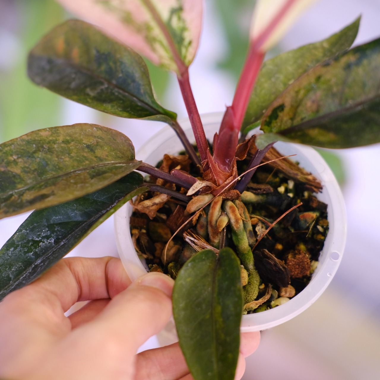 Anthurium Hookeri "Sweeta Pink Polkadot"｜アンスリウム フーケリー ピンク④｜希少な交配種｜観葉植物