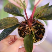 Anthurium Hookeri "Sweeta Pink Polkadot"｜アンスリウム フーケリー ピンク④｜希少な交配種｜観葉植物