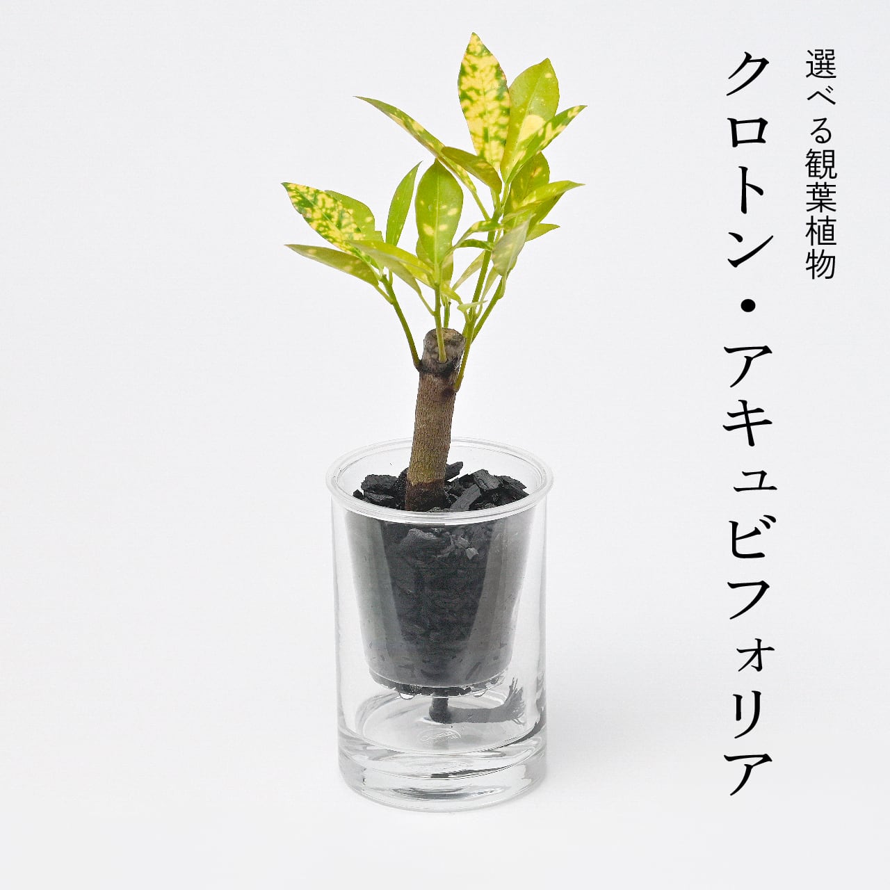 炭の樹 5鉢セット | sumino