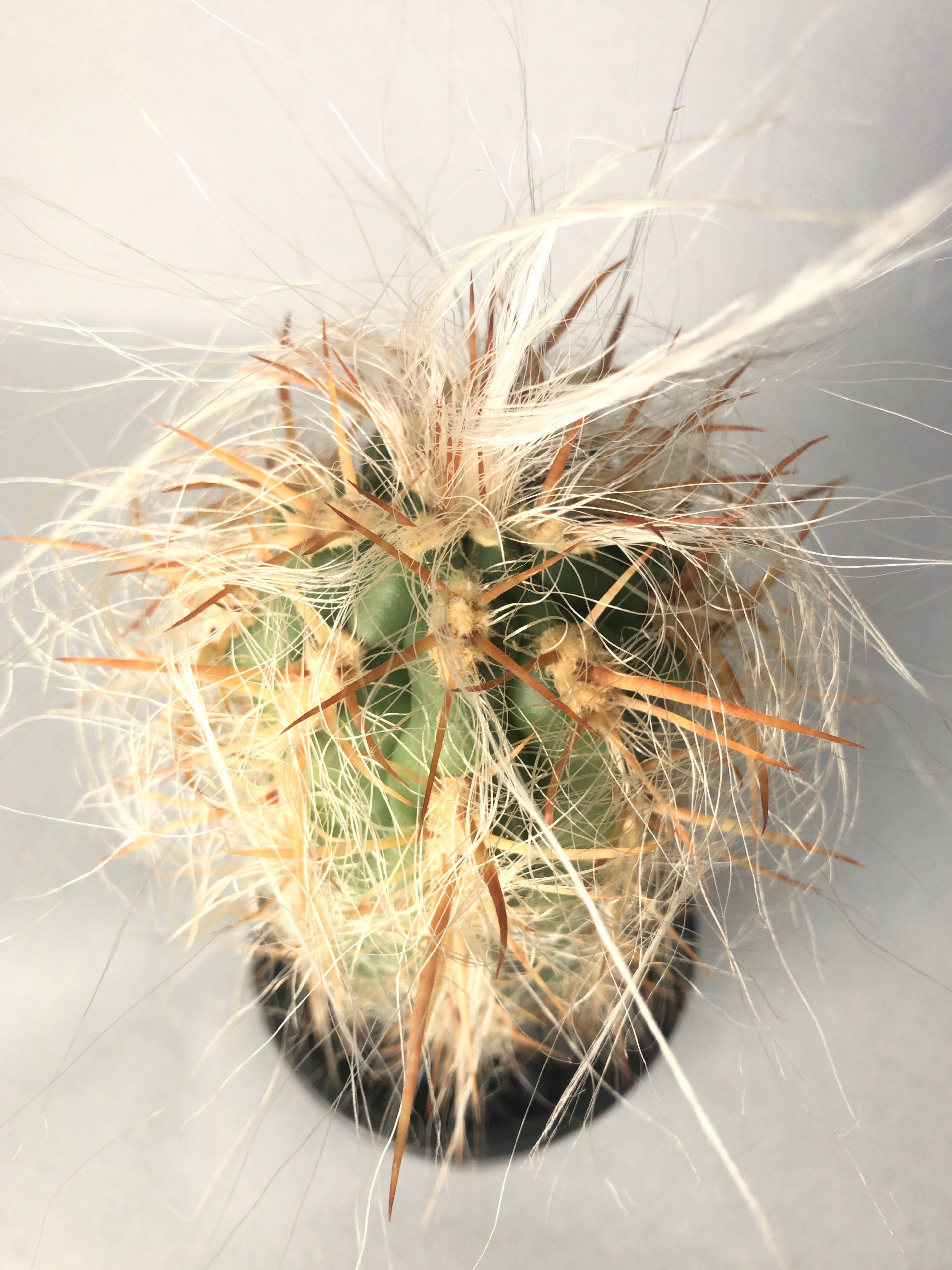 オレオセレウス・ライオン錦 | trigger