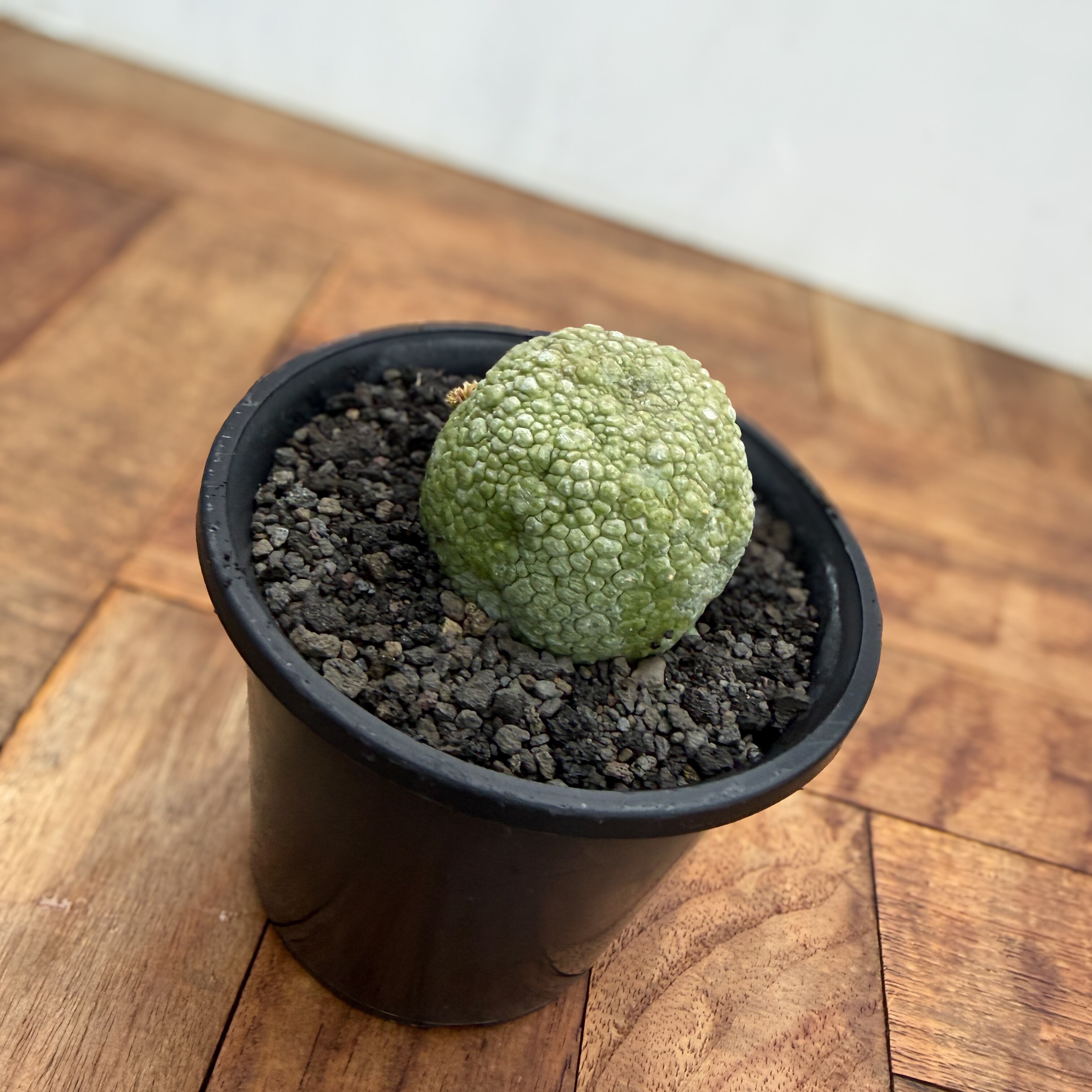 Pseudolithos migiurtinus 【プセウドリトス・ミギウルティヌス・実生
