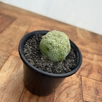 Pseudolithos migiurtinus 【プセウドリトス・ミギウルティヌス・実生】