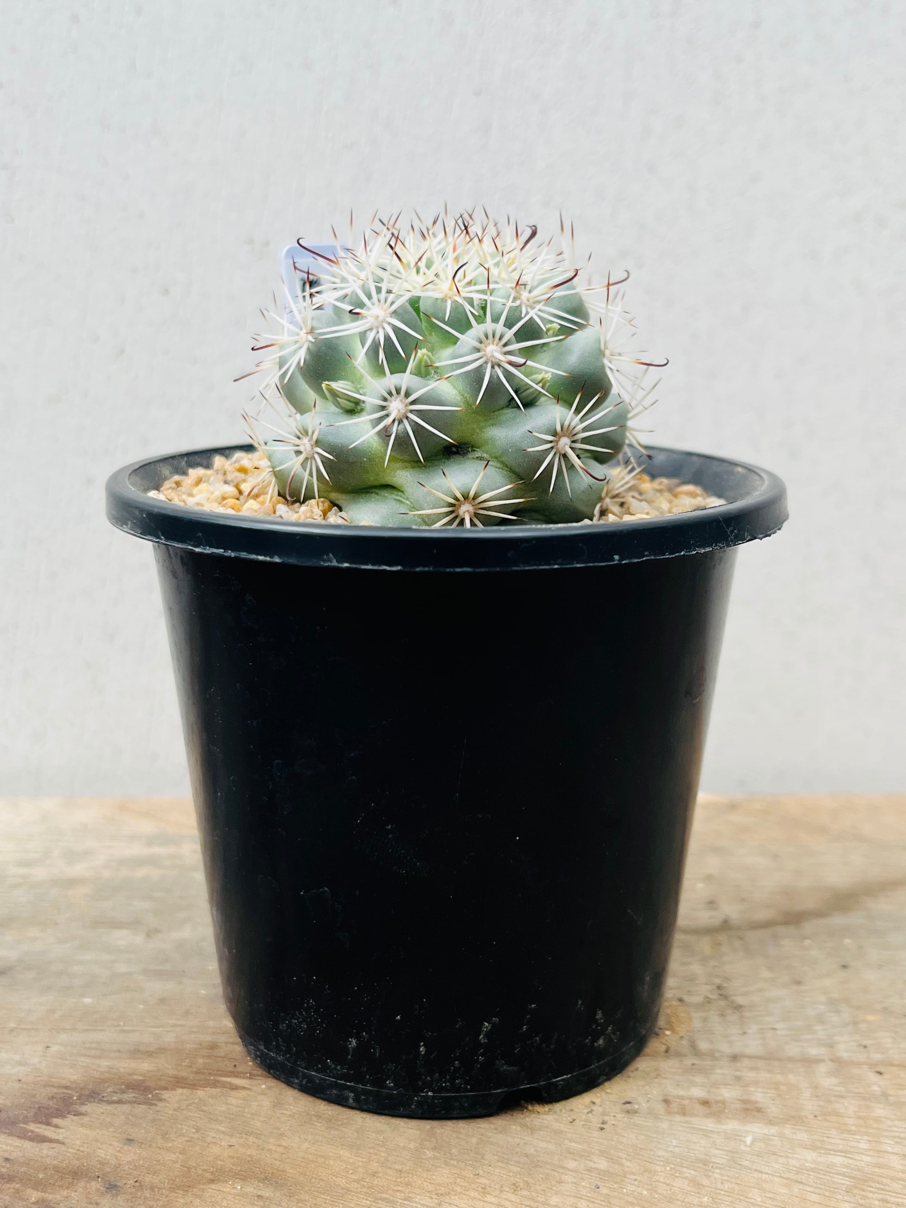 Mammillaria Schumannii マミラリア 蓬莱宮 サボテン | plants MARU