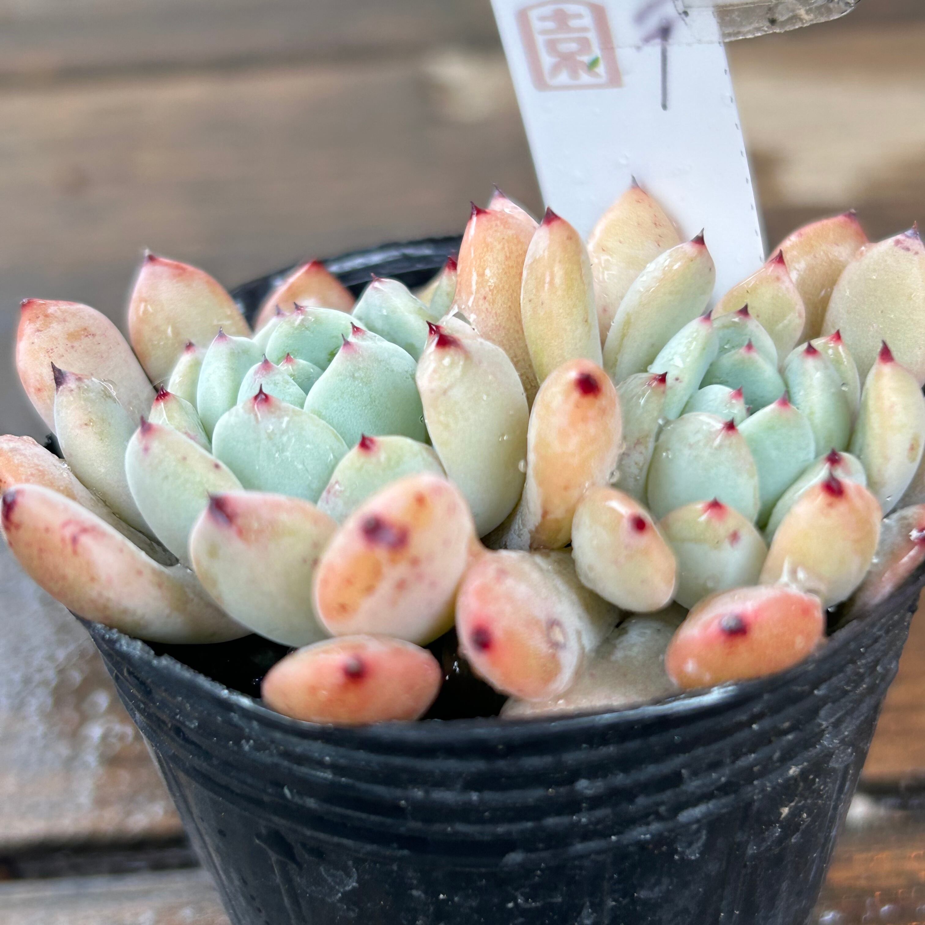多肉植物 ビアンテ　双頭 多肉植物 ビアンテ双頭