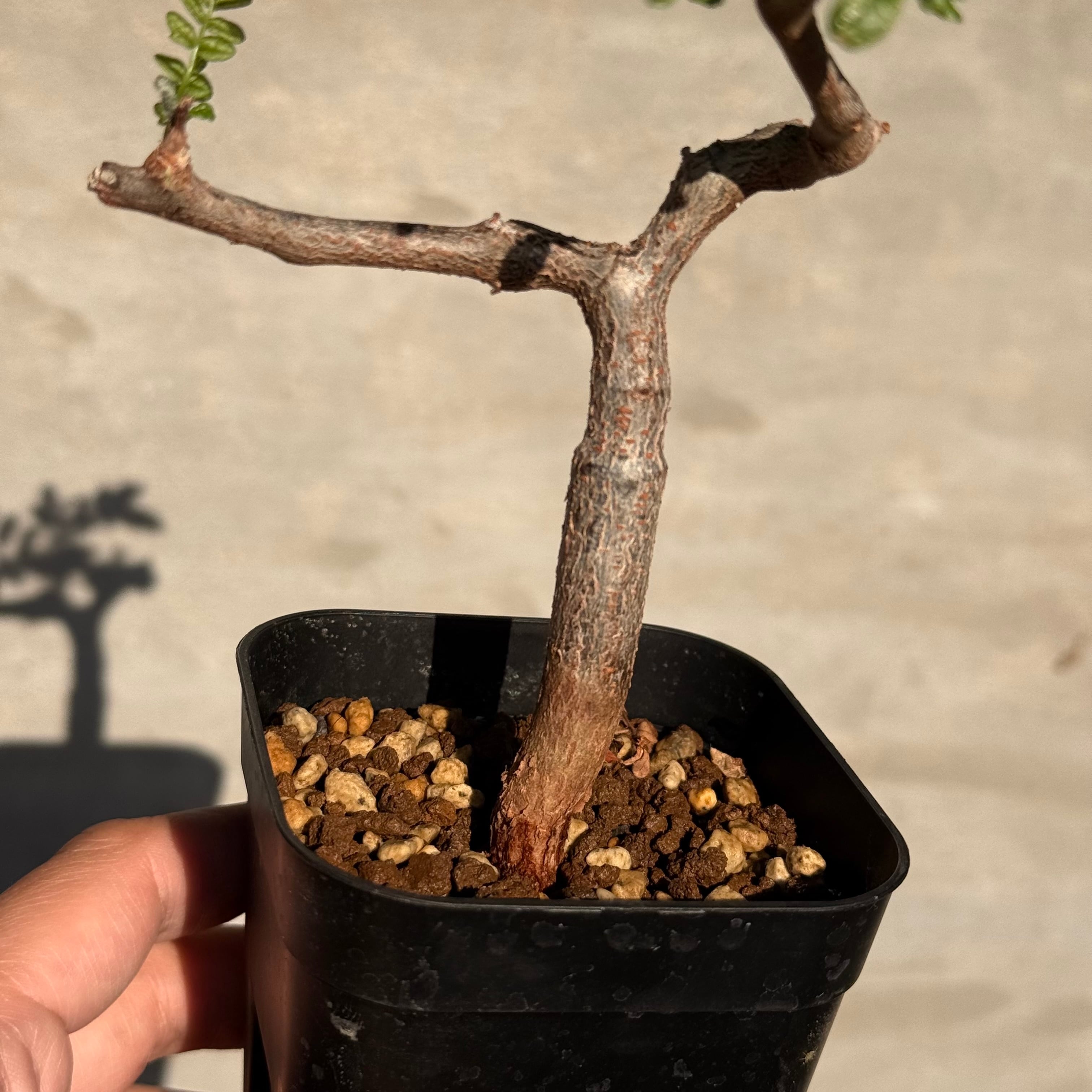 植物】コミフォラ モンストローサ 実生株<2> | A-PLANTS