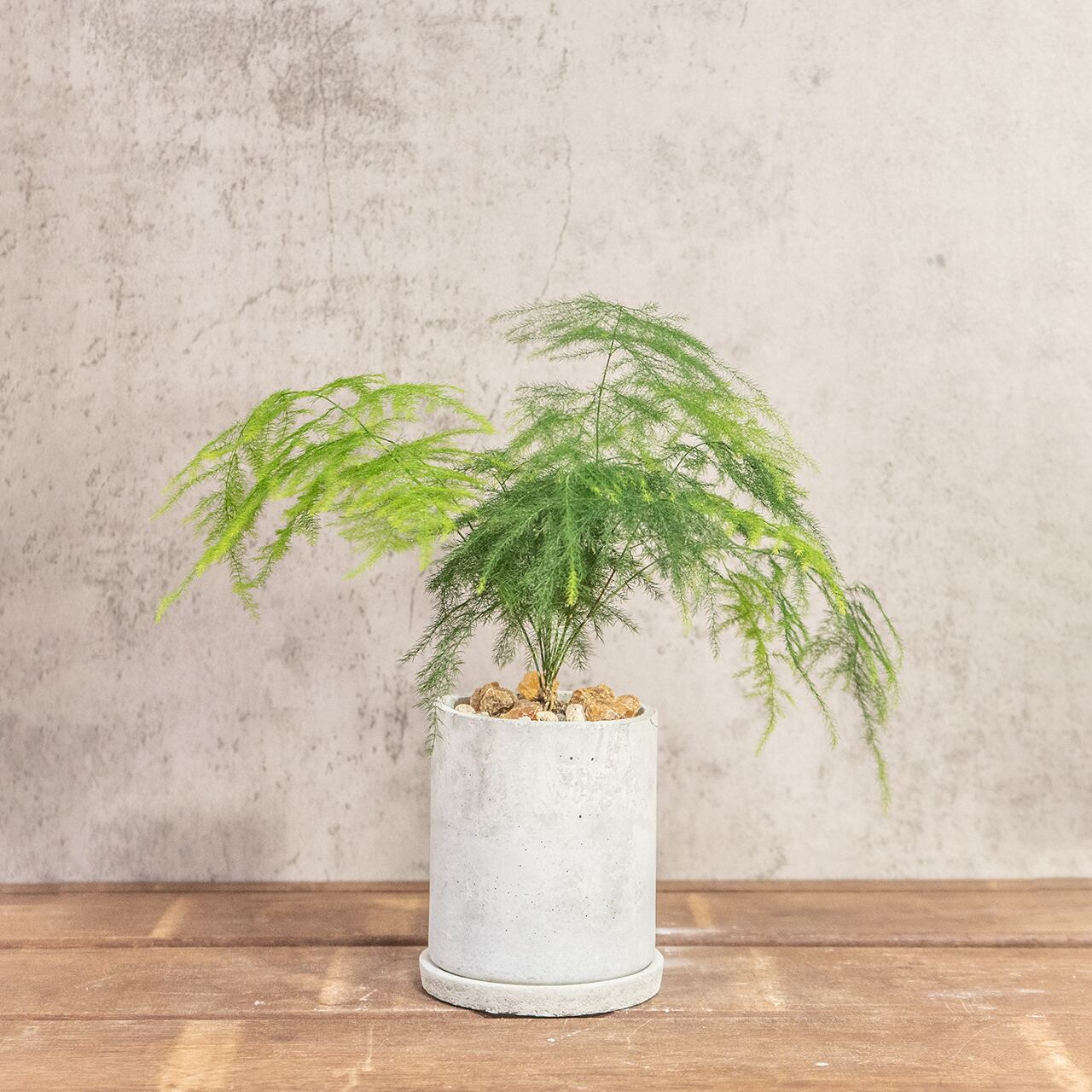 アスパラガス・ブルモーサス・ナナス|ふんわりと広がるグリーンが軽やかな観葉植物【モルタル鉢】
