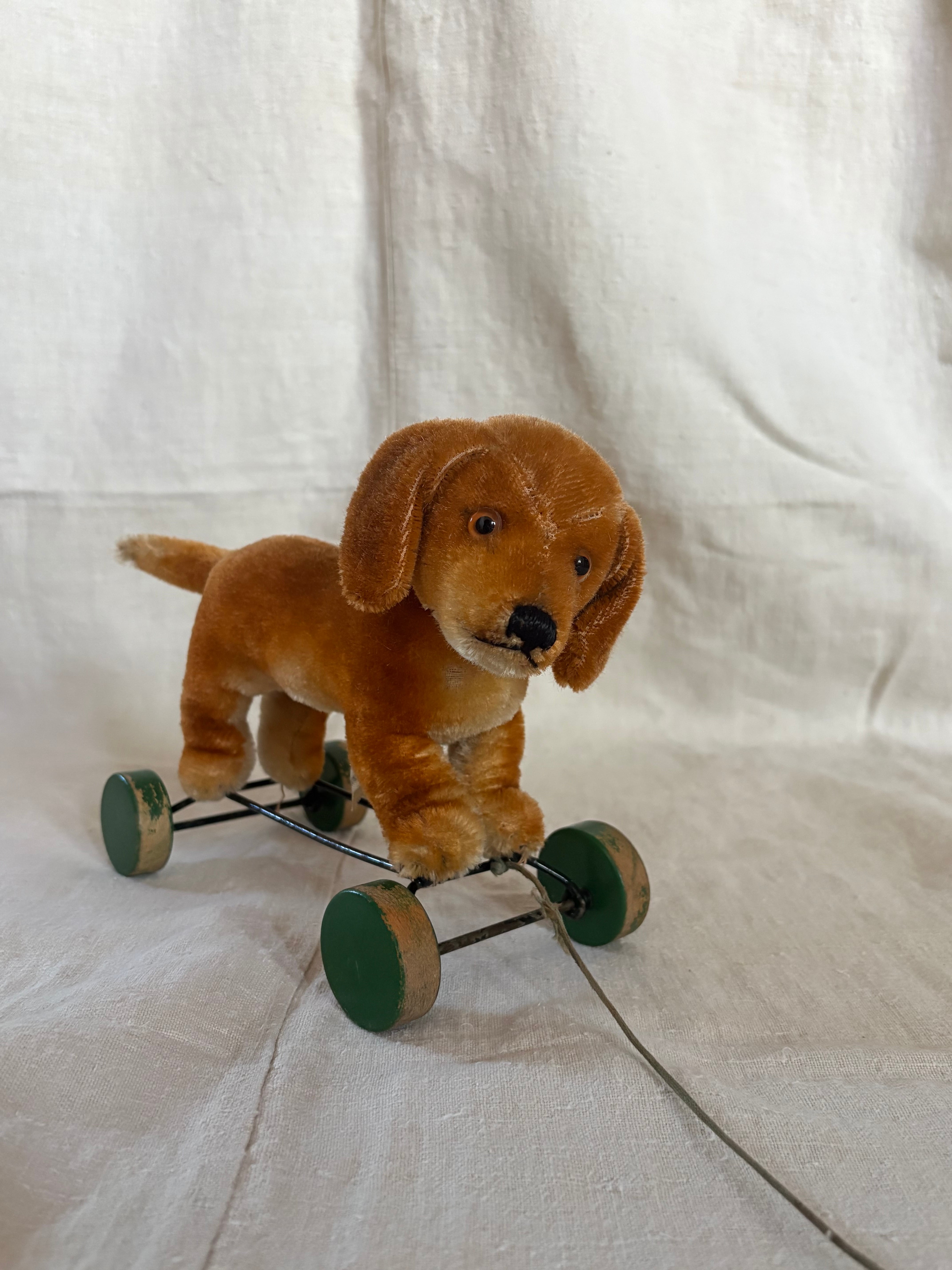 やさしい表情のプードル | Steiff Poodle Snobby 14cm White all ID