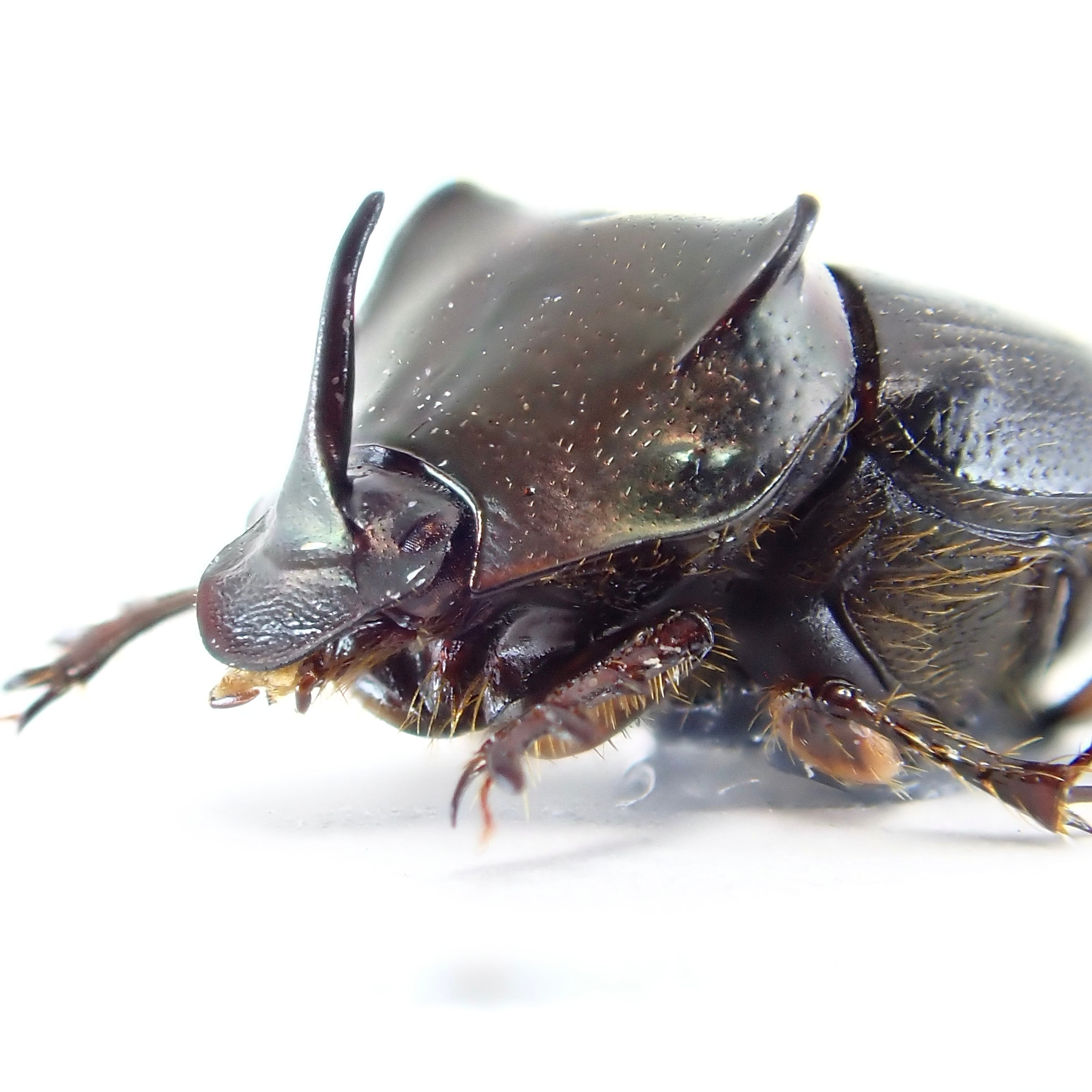 昆虫標本 Diggers & Rollers