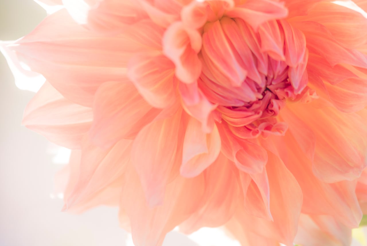 サーモンピンクの花（10月撮影） | photopha