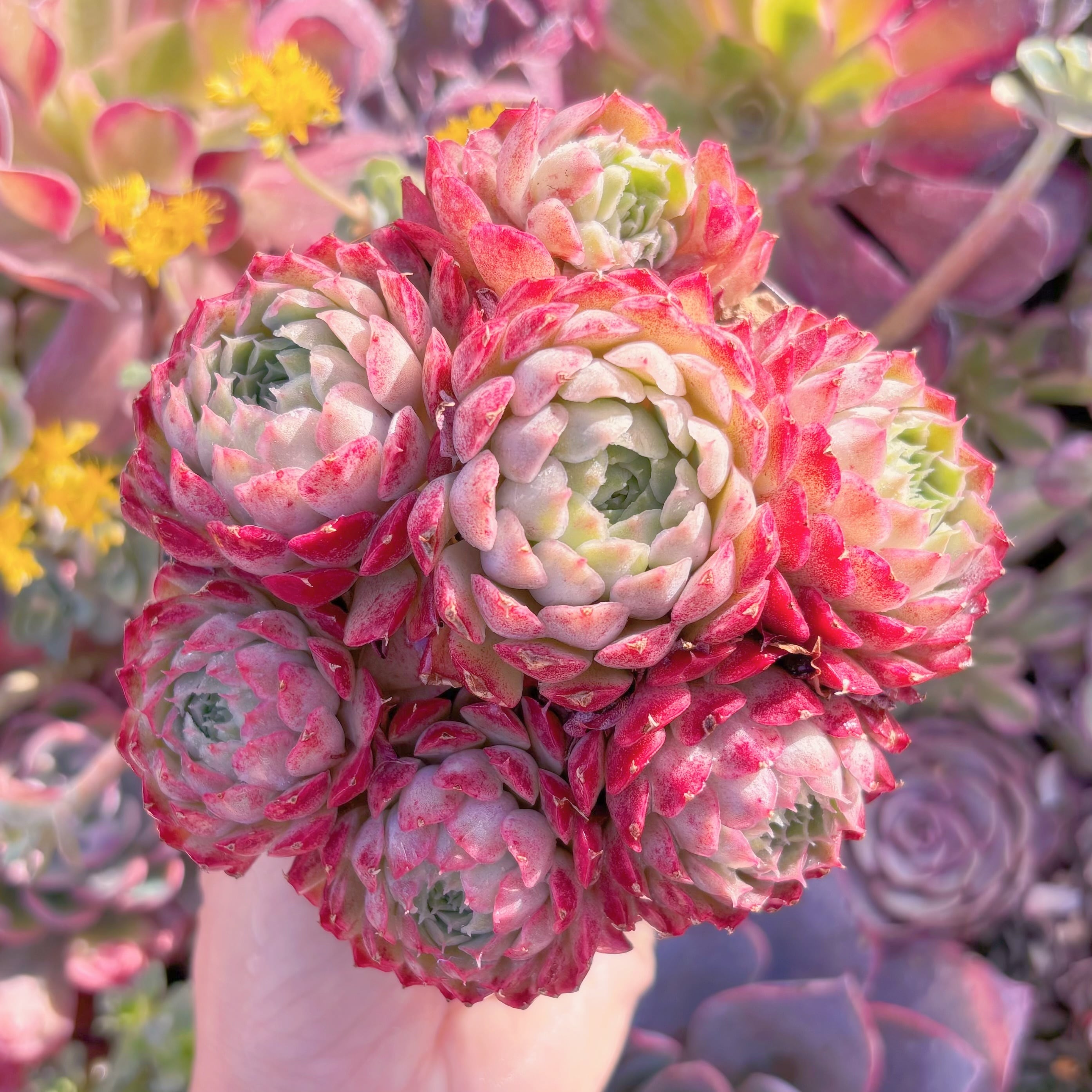 現品　朱砂痣#M169　大群生　新入荷　るる農園