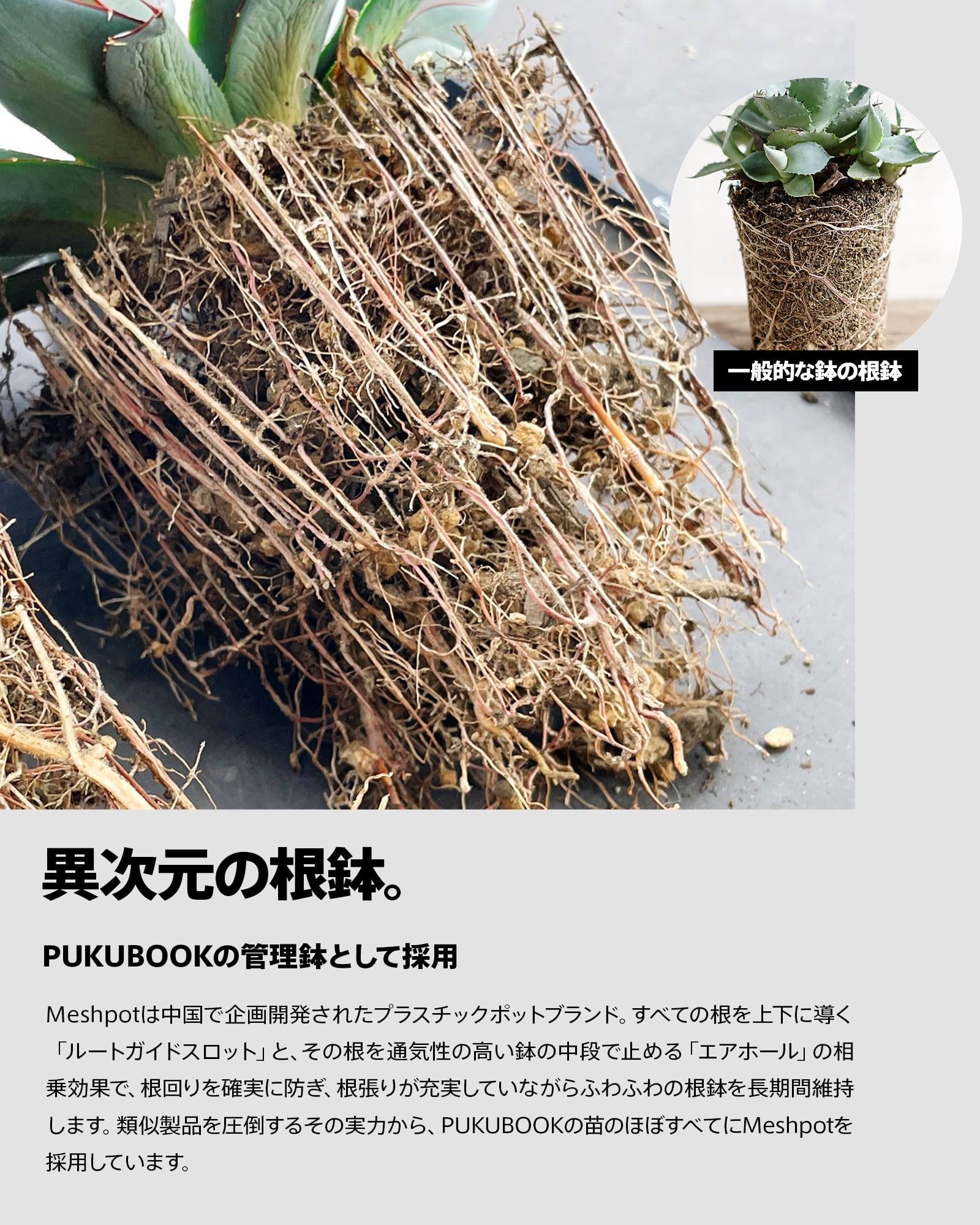 Meshpot STANDARD 7cm ブラック | PUKUBOOK SUCCULENTS