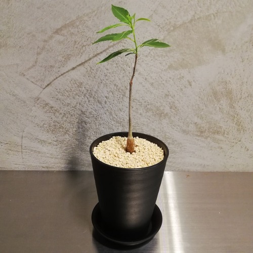 バオバブ・フニー 【実生苗】鉢・鉢皿セット③