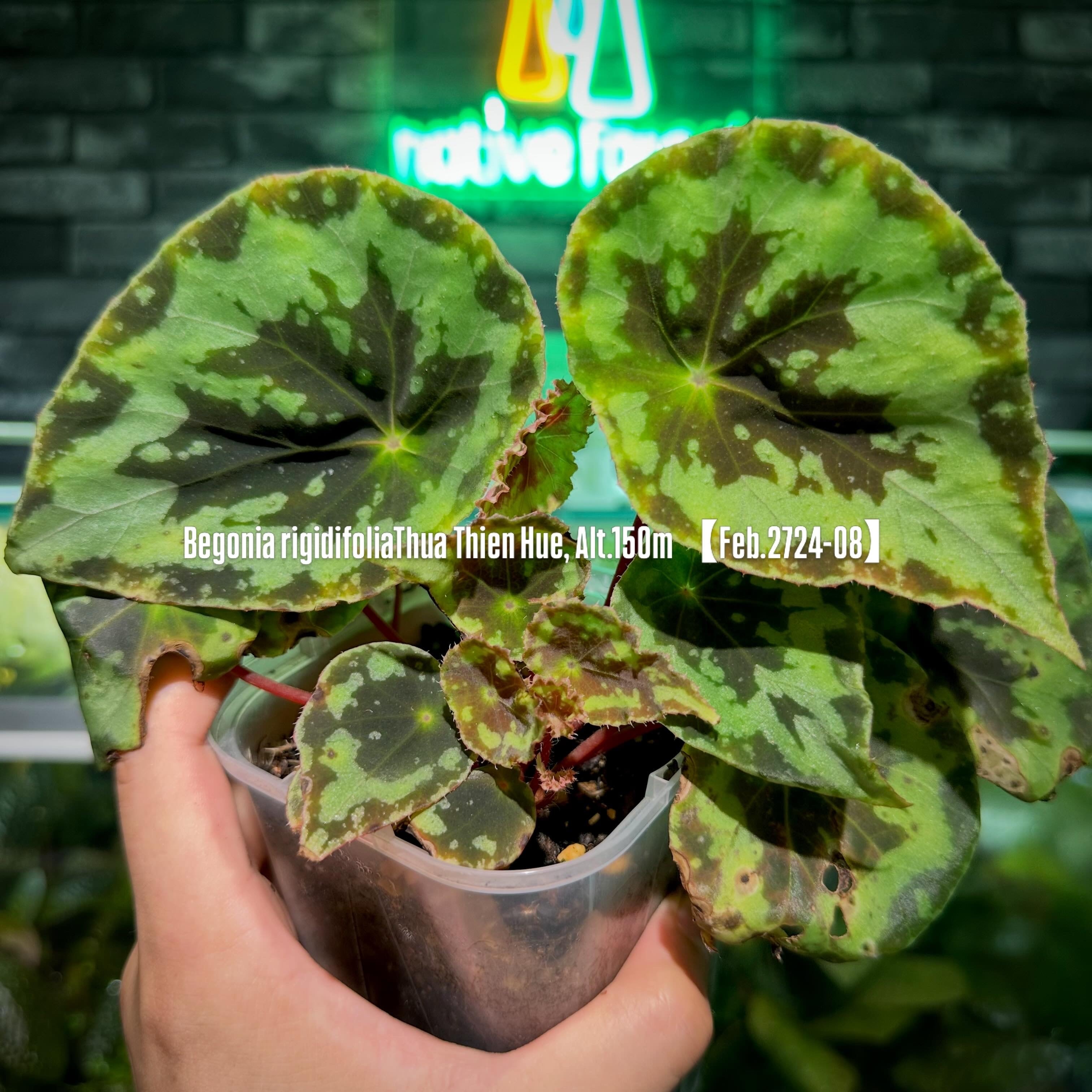 Begonia murina | ベゴニア専門 オンラインショップ
