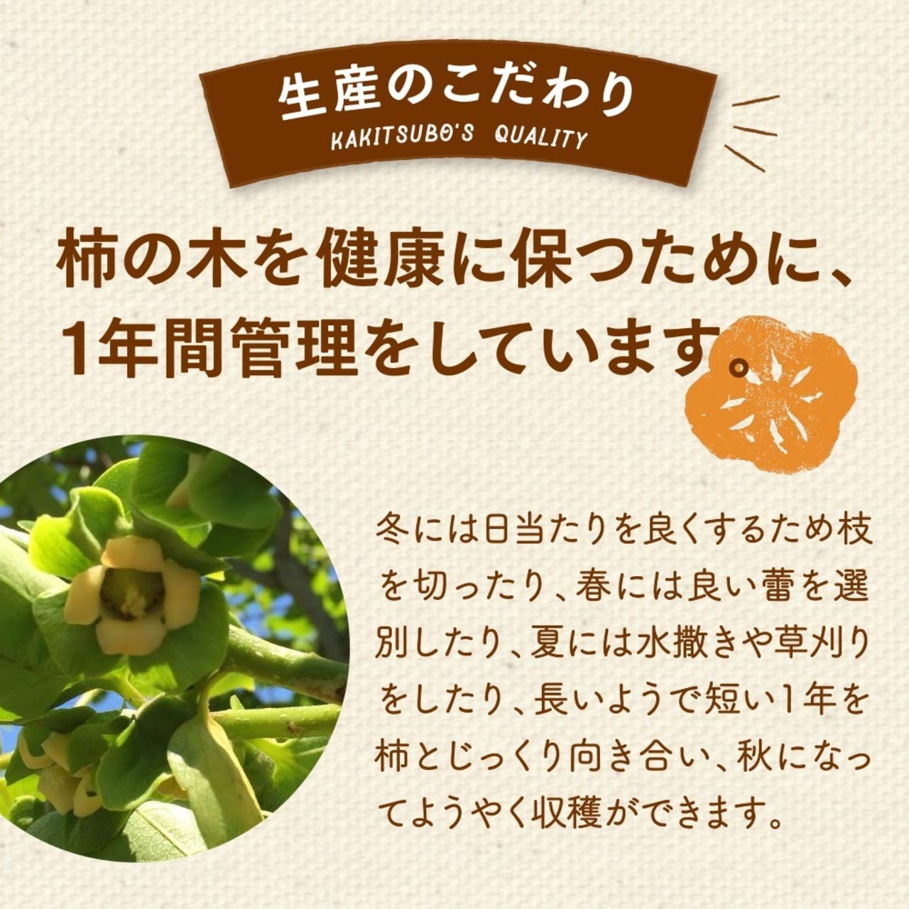【11月発送】柿農家「柿壺」西条柿の干し柿（大玉 ８個入）