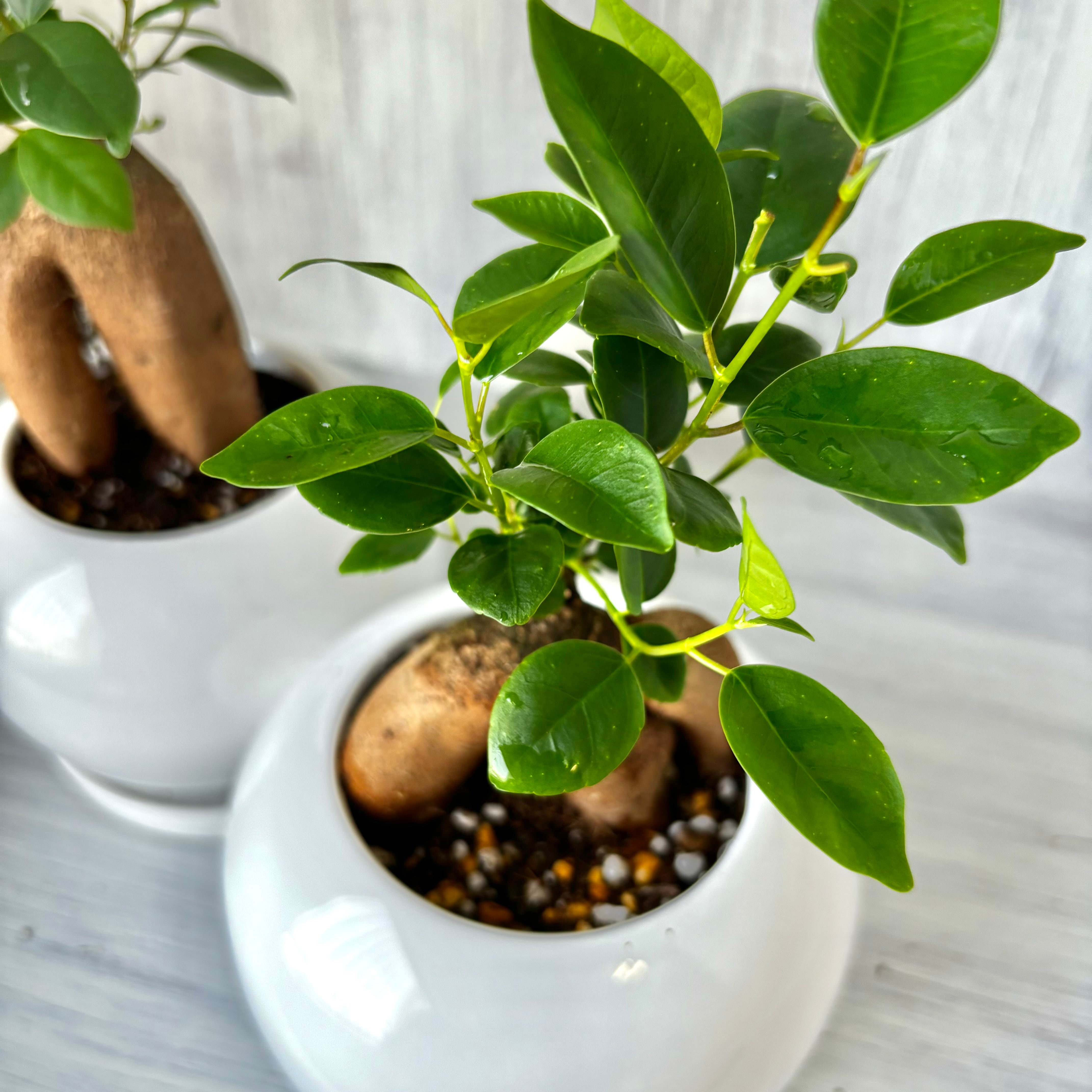 観葉植物】贈り物に人気！ 幸福をもたらす精霊が住む木 ガジュマルの木