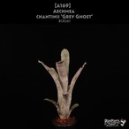 【送料無料】Aechmea chantinii 'Grey Ghost' 〔エクメア〕現品発送A169
