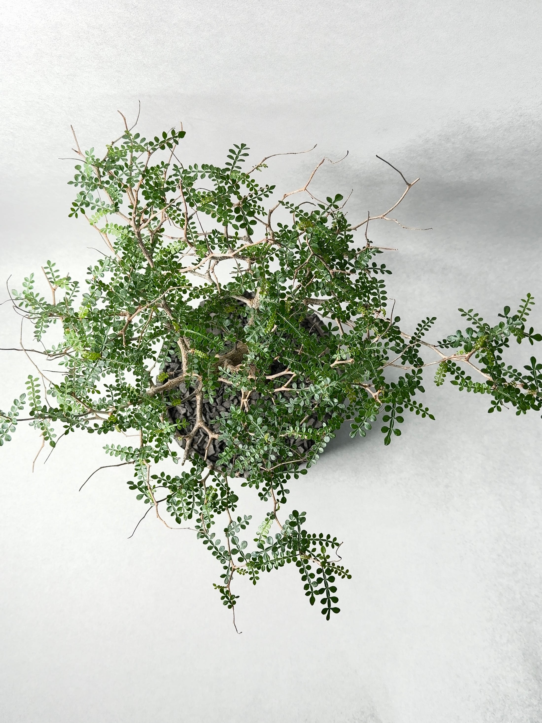 オペルクリカリア・パキプス | trigger