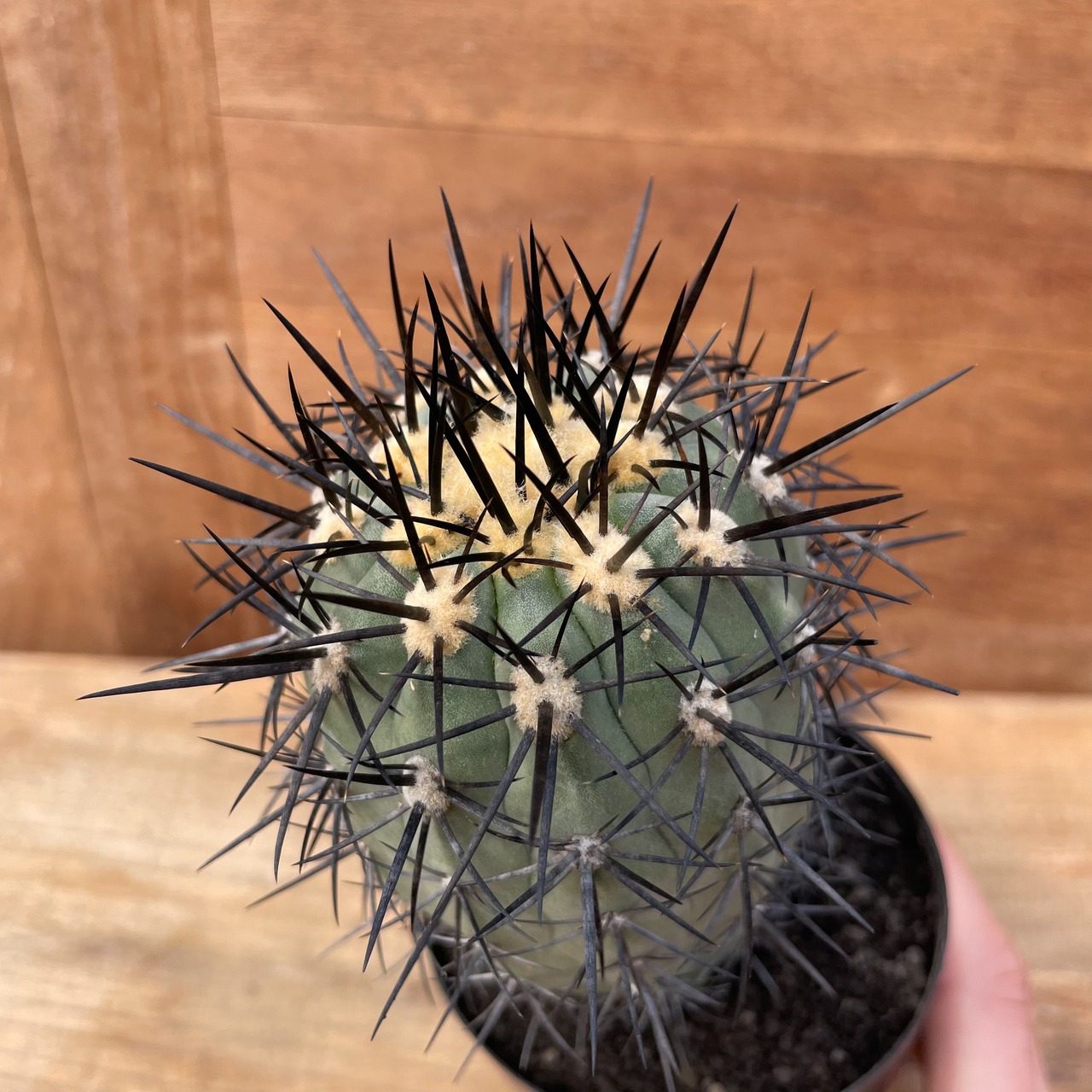 Copiapoa calderana【コピアポア・カルデラナ・実生】