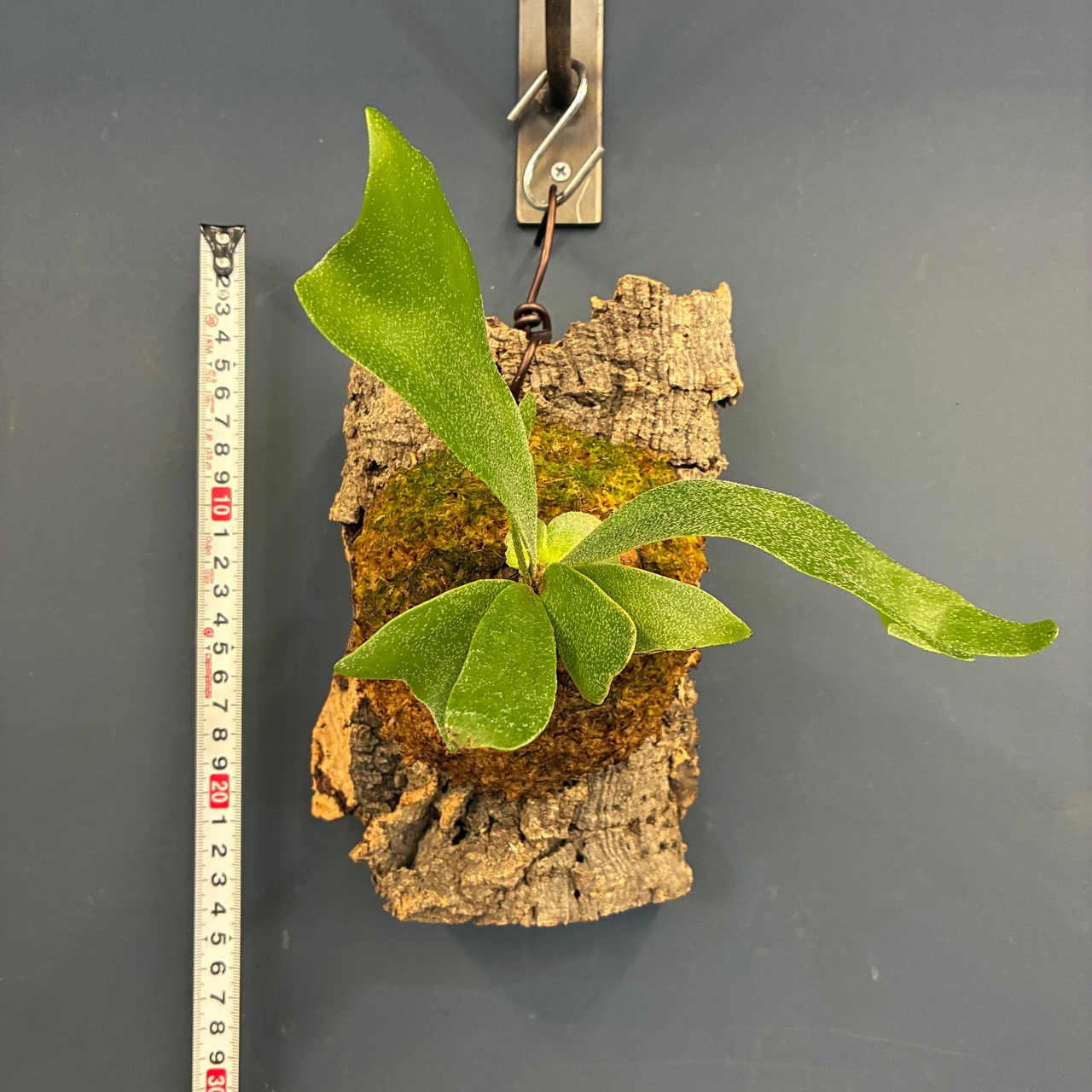 ビカクシダ Platycerium alcicorne 板付け【220】【再撮影】