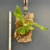 ビカクシダ Platycerium alcicorne 板付け【220】【再撮影】