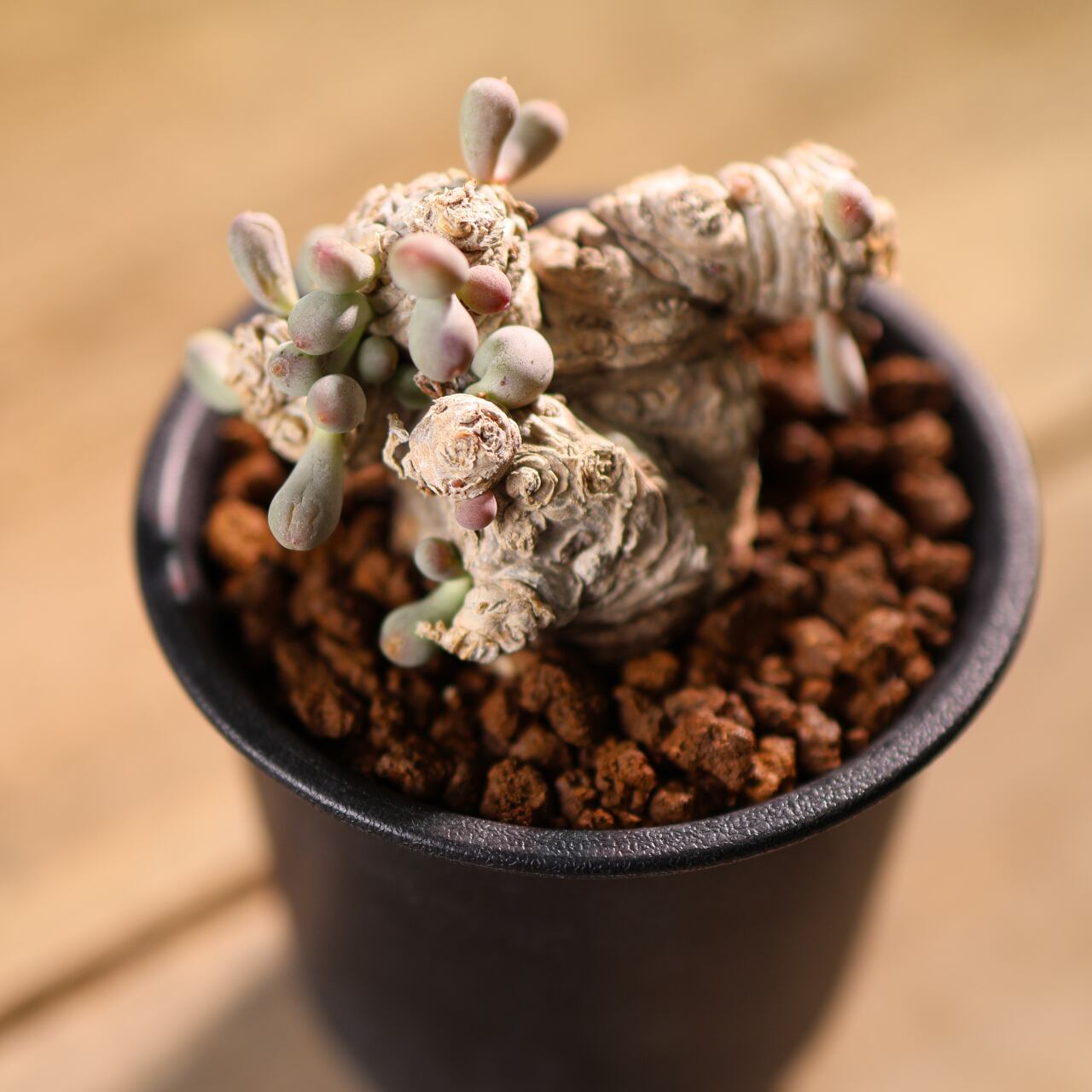 579『オトンナ クラビフォリア』 観葉植物【送料無料】 | MARX PLANTS
