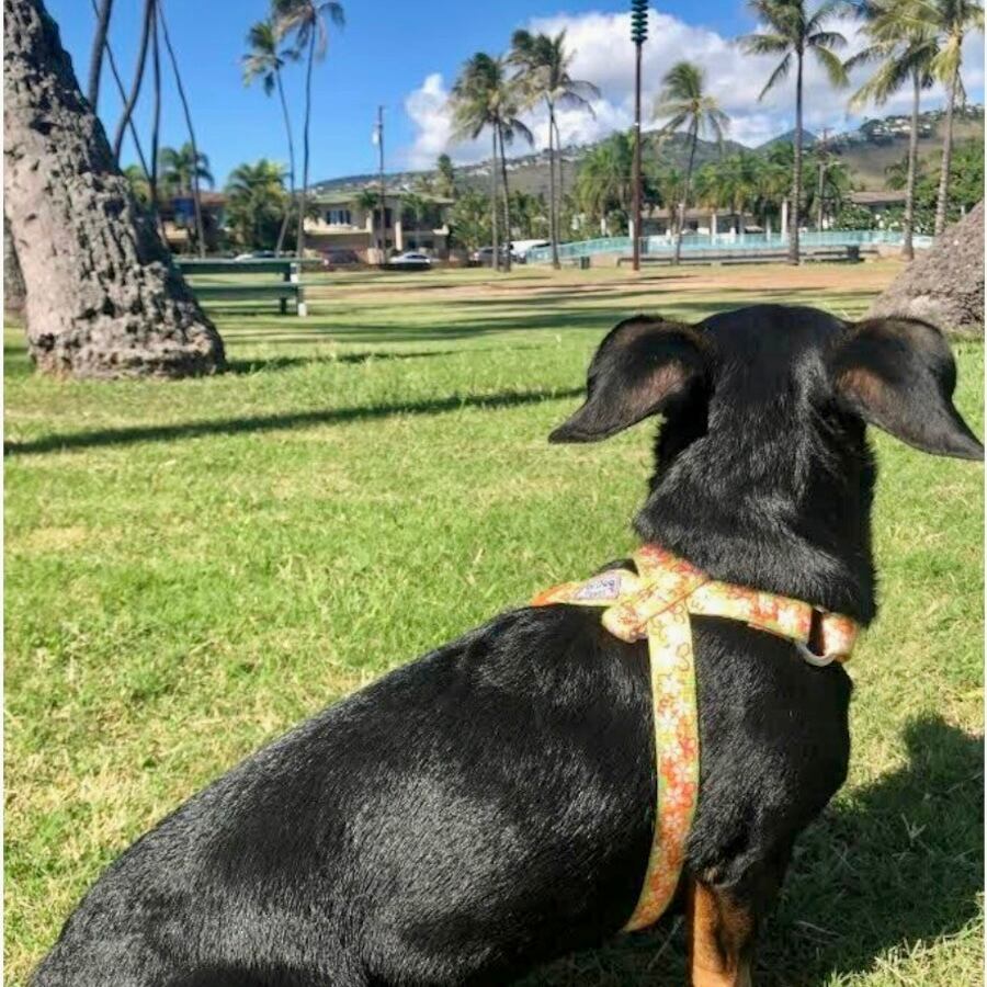 Hawaii ハンドメイドのワンちゃんグッズ(Sサイズ・ハーネスとリードのセット)