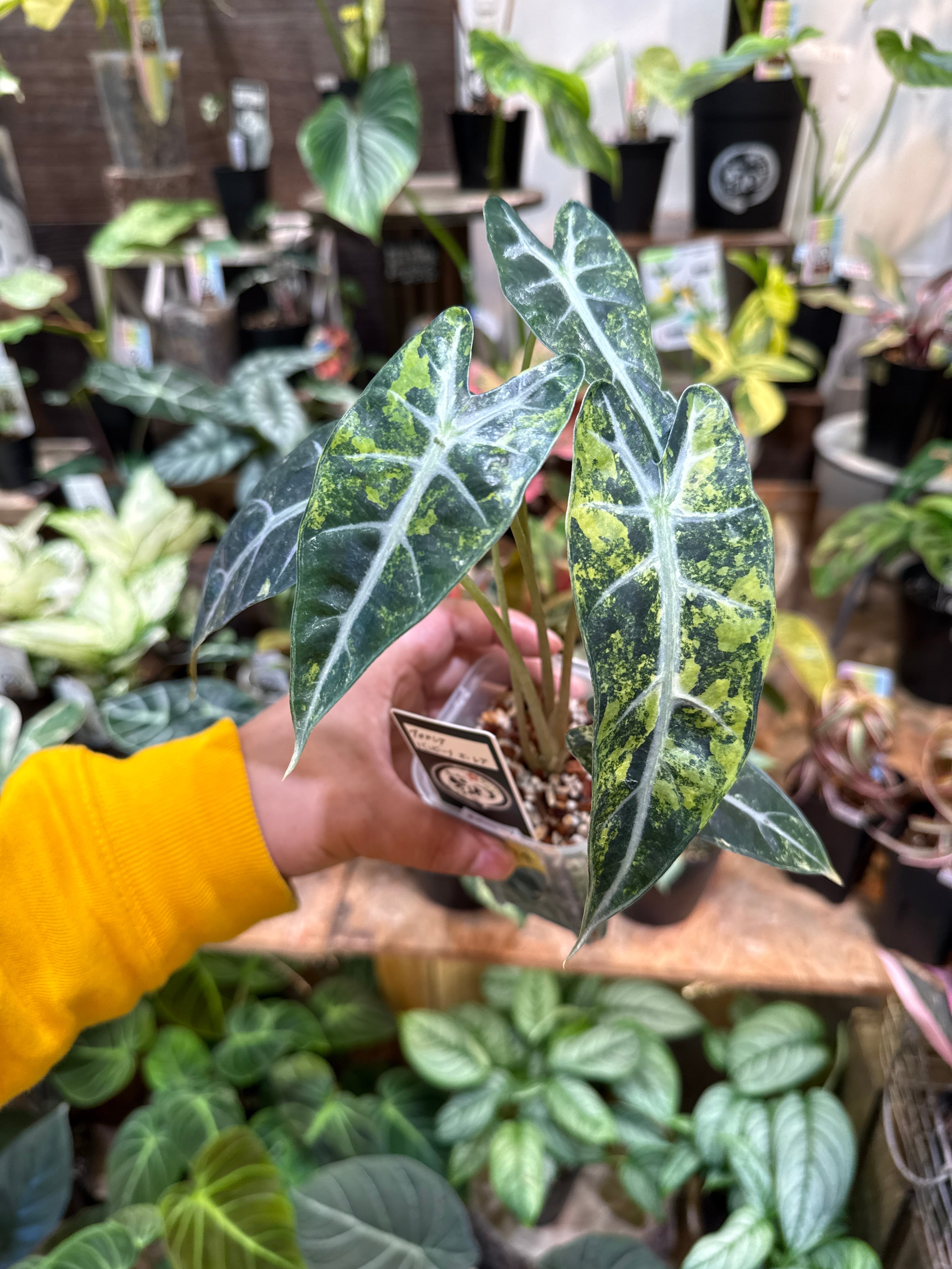 ④アロカシア バンビーノ オーレアバリエガータ | Gardenえん 【観葉