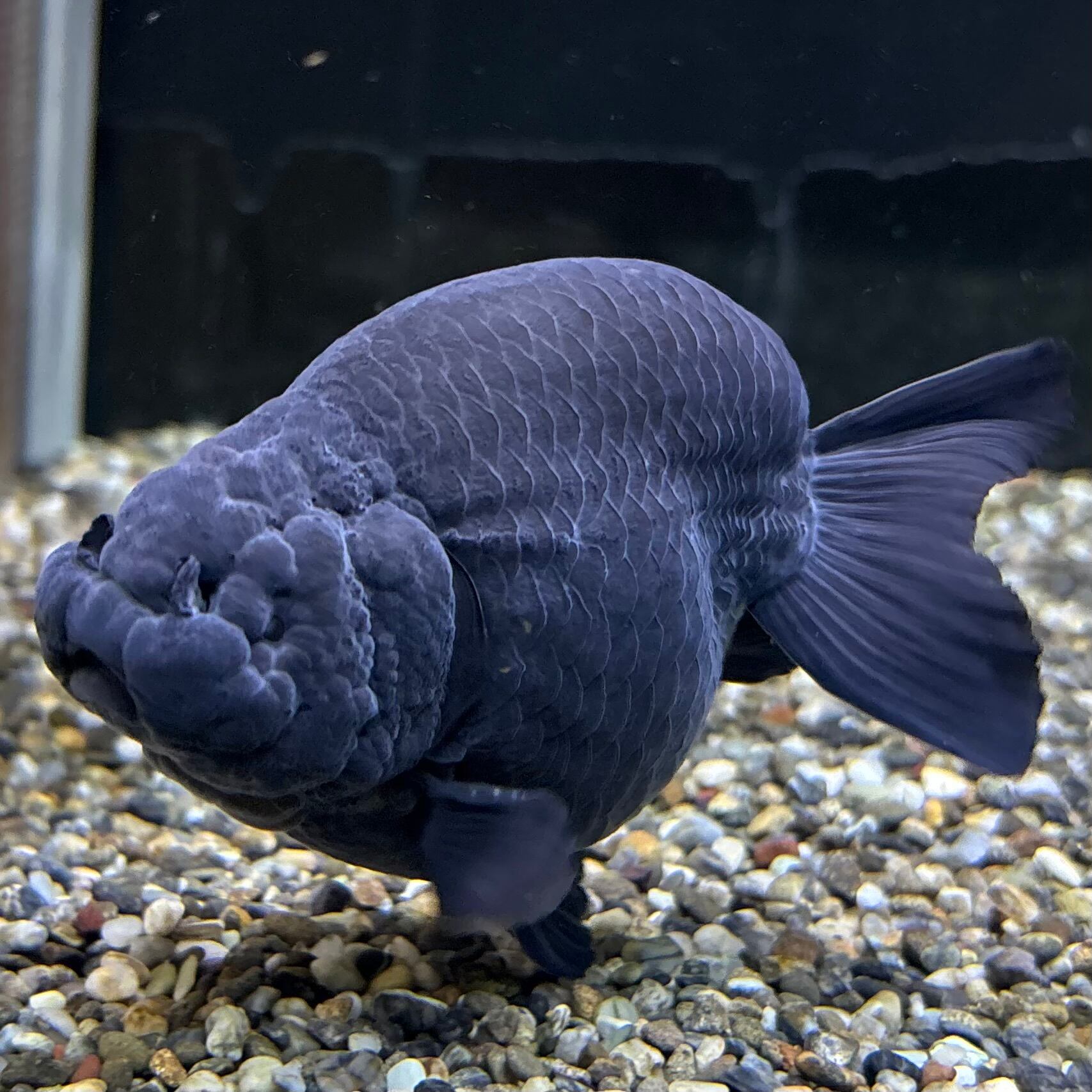 ①りゅうりゅう ☆ナイキ☆Air Force 1 Low 07 メンズ CNY 辰年 刺繍 龍 (Nike