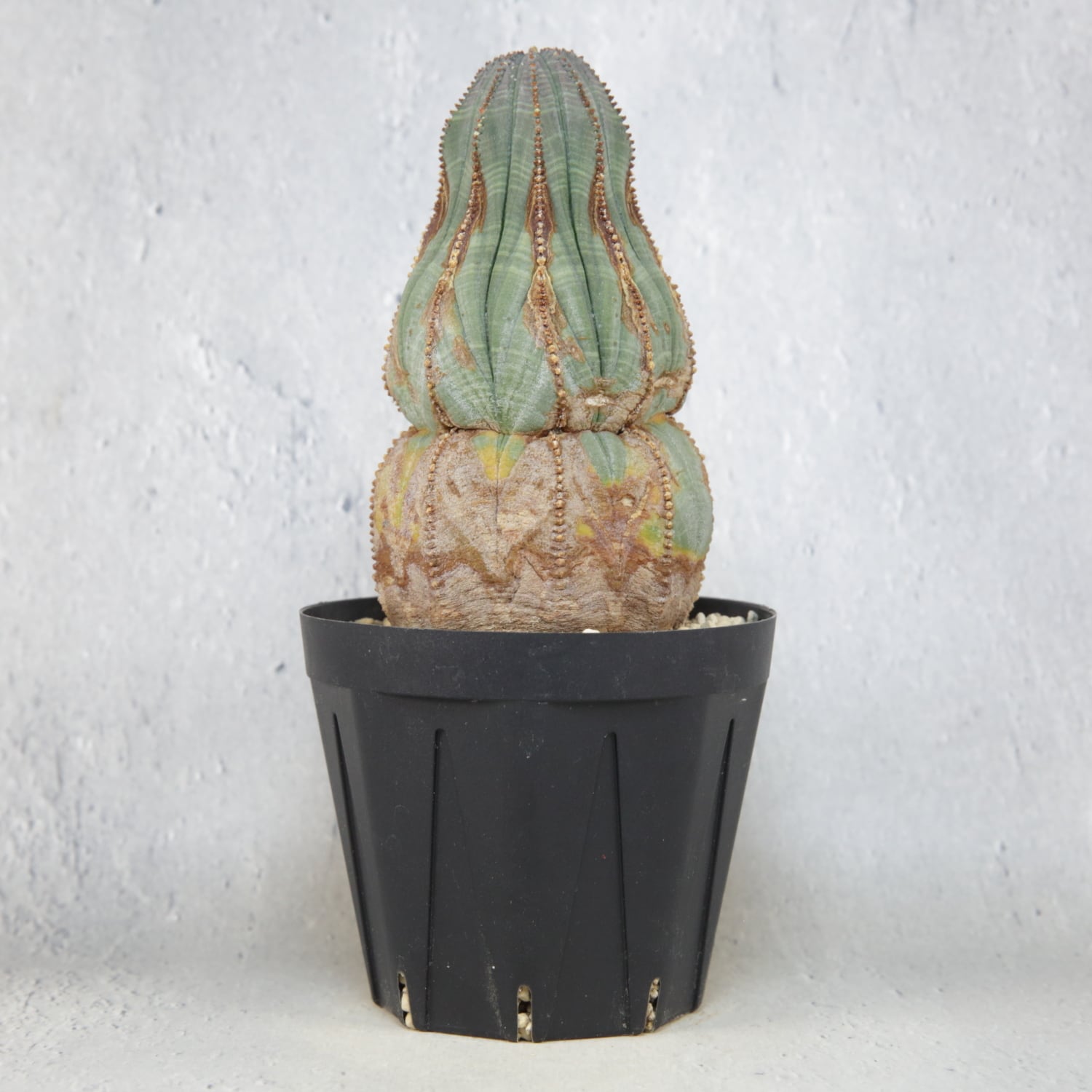 オス株 ひょうたん型 マウンテン 捻じれ オベサ / ユーフォルビア オス株 ひょうたん型 マウンテン 捻じれ オベサ / ユーフォルビア