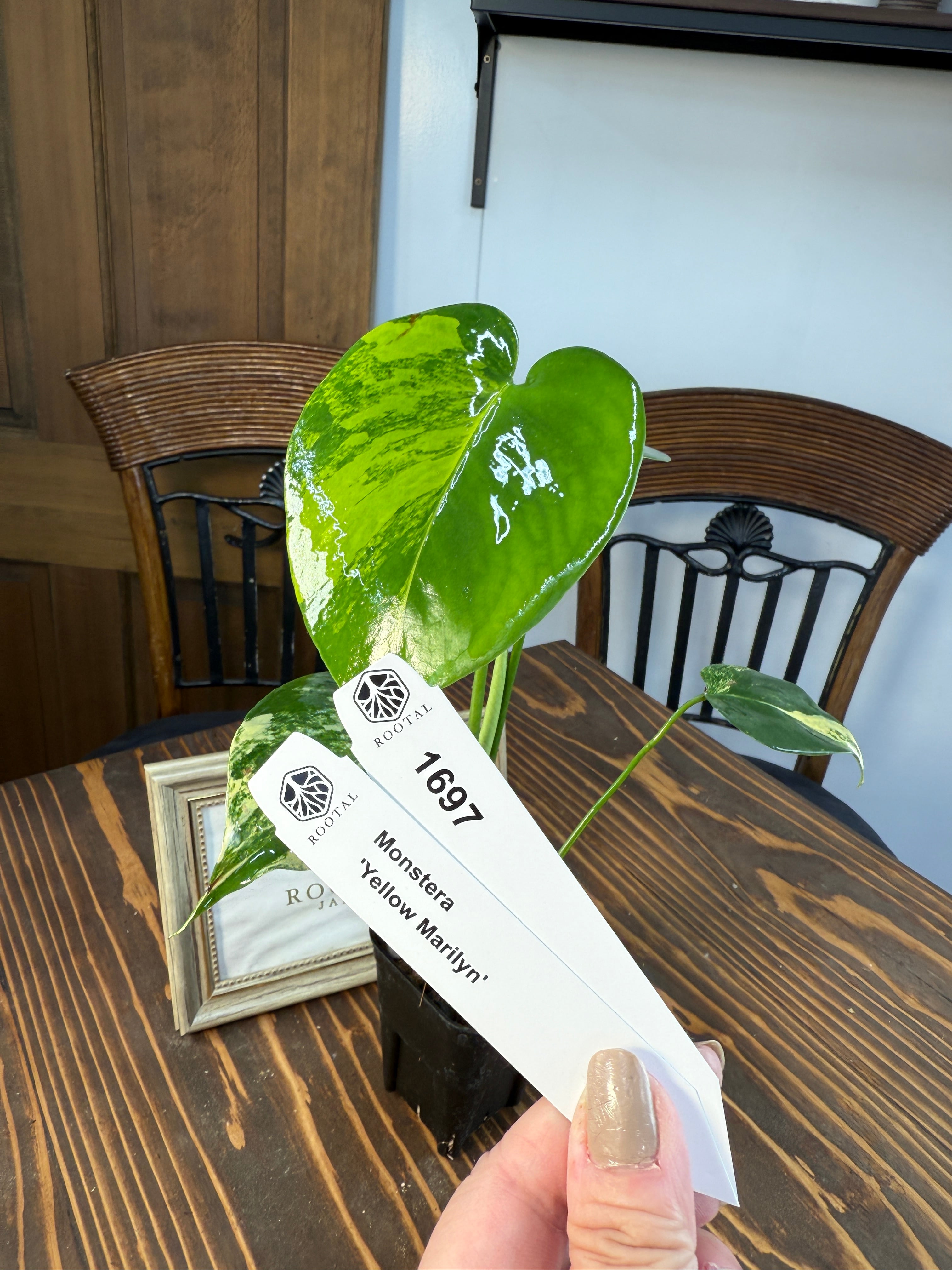 ★1697【輝かしい斑・美株】モンステラ デリシオーサイエローマリリン (2.5号ロング硬質ポット