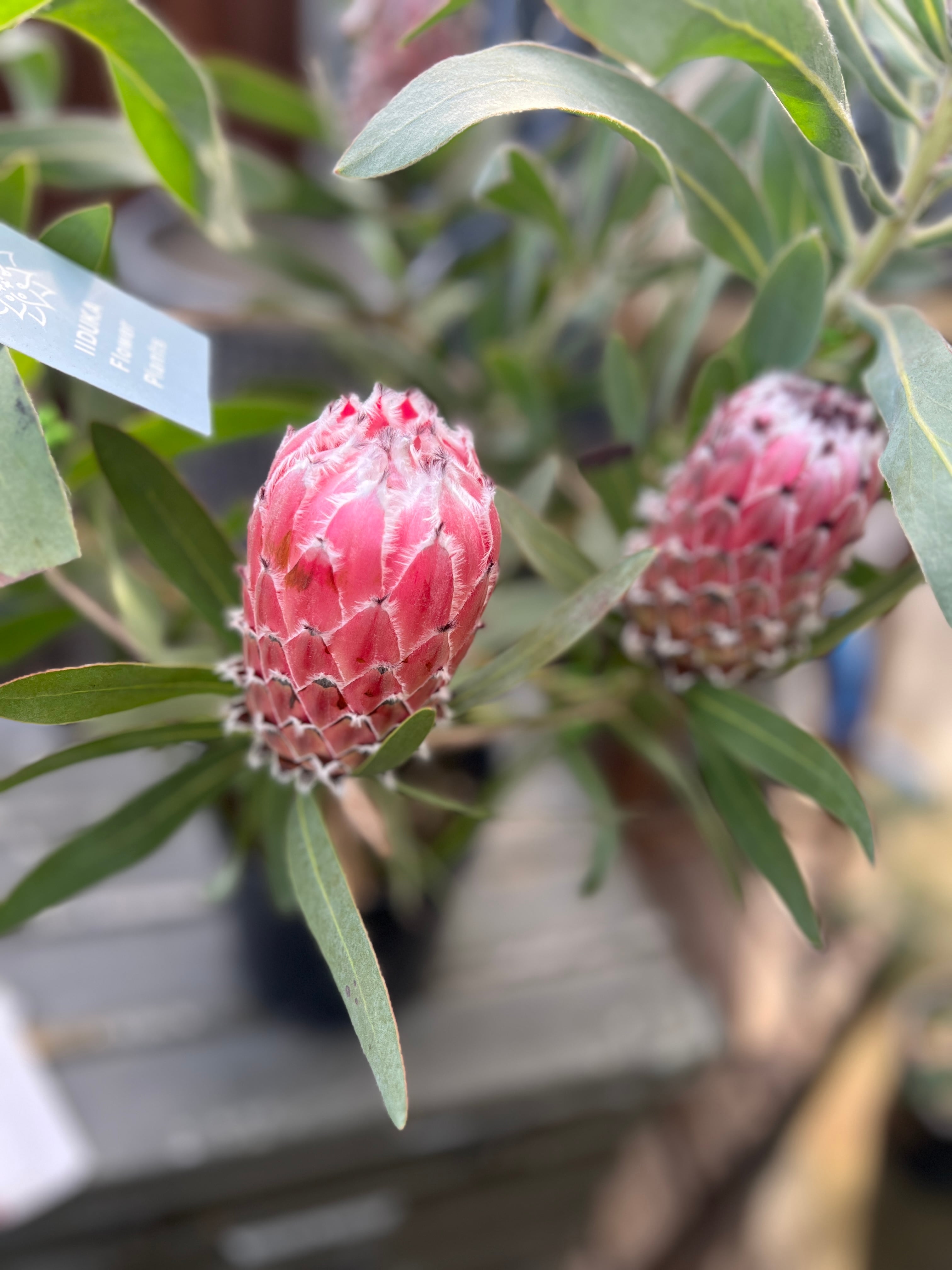 プロテア メイデイ 4F | 沼ノ上農園