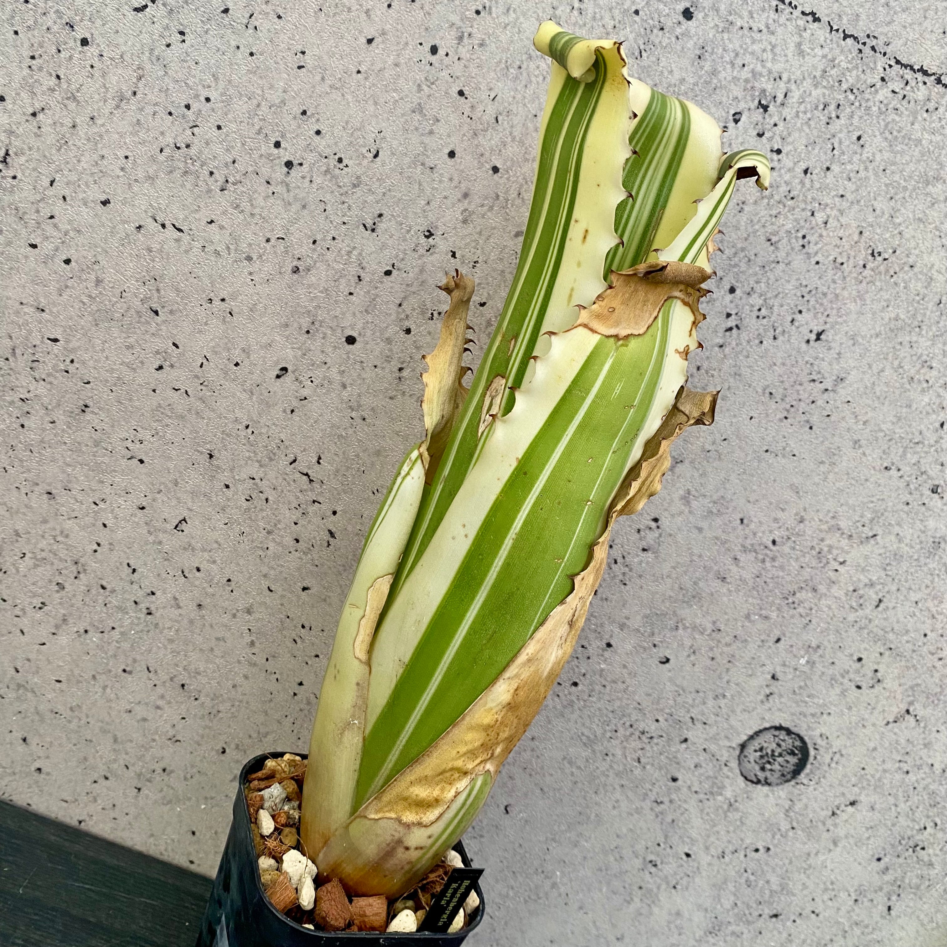 Planet Plants プラネットプランツ