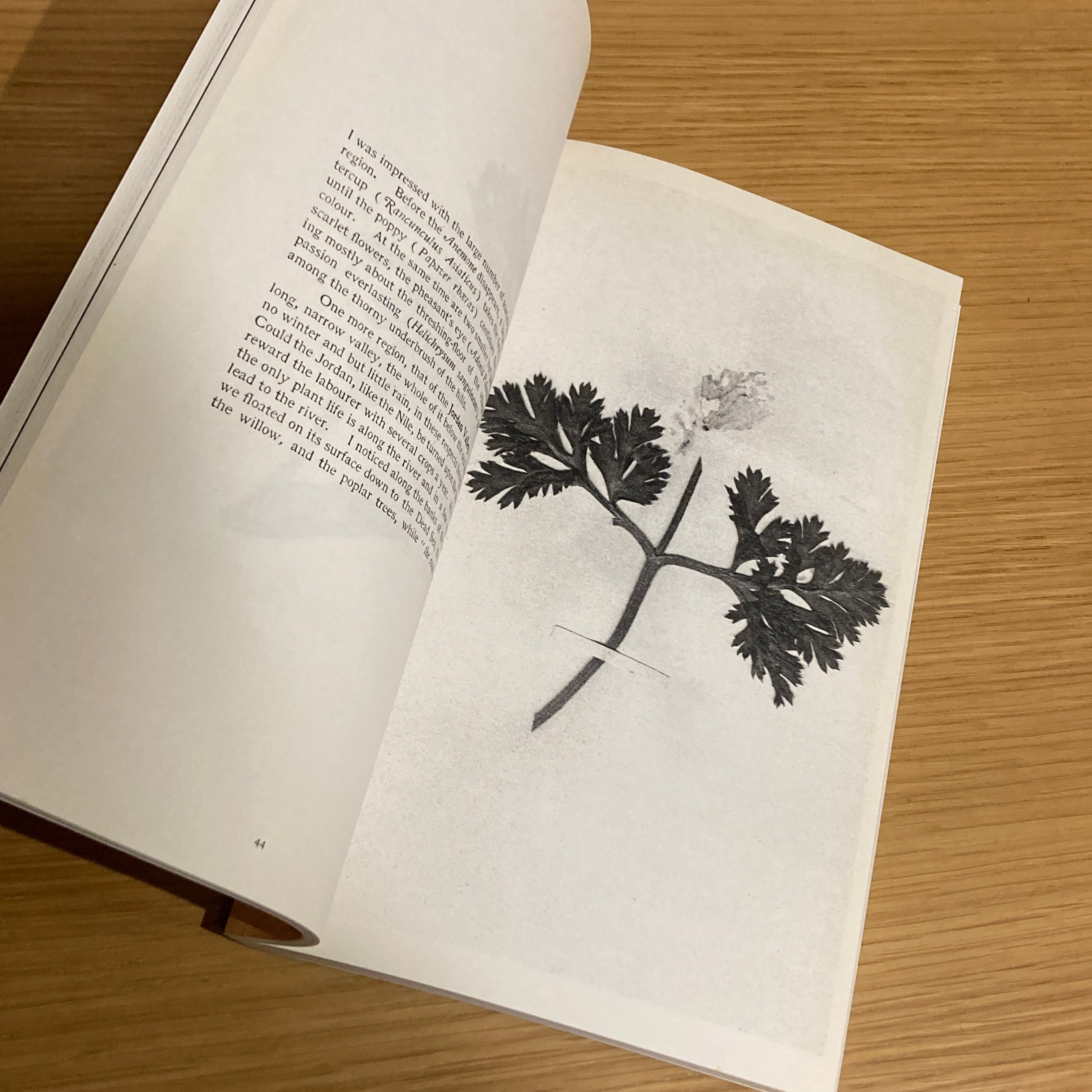 The Politics of Flowers / Terri Weifenbach | 百年