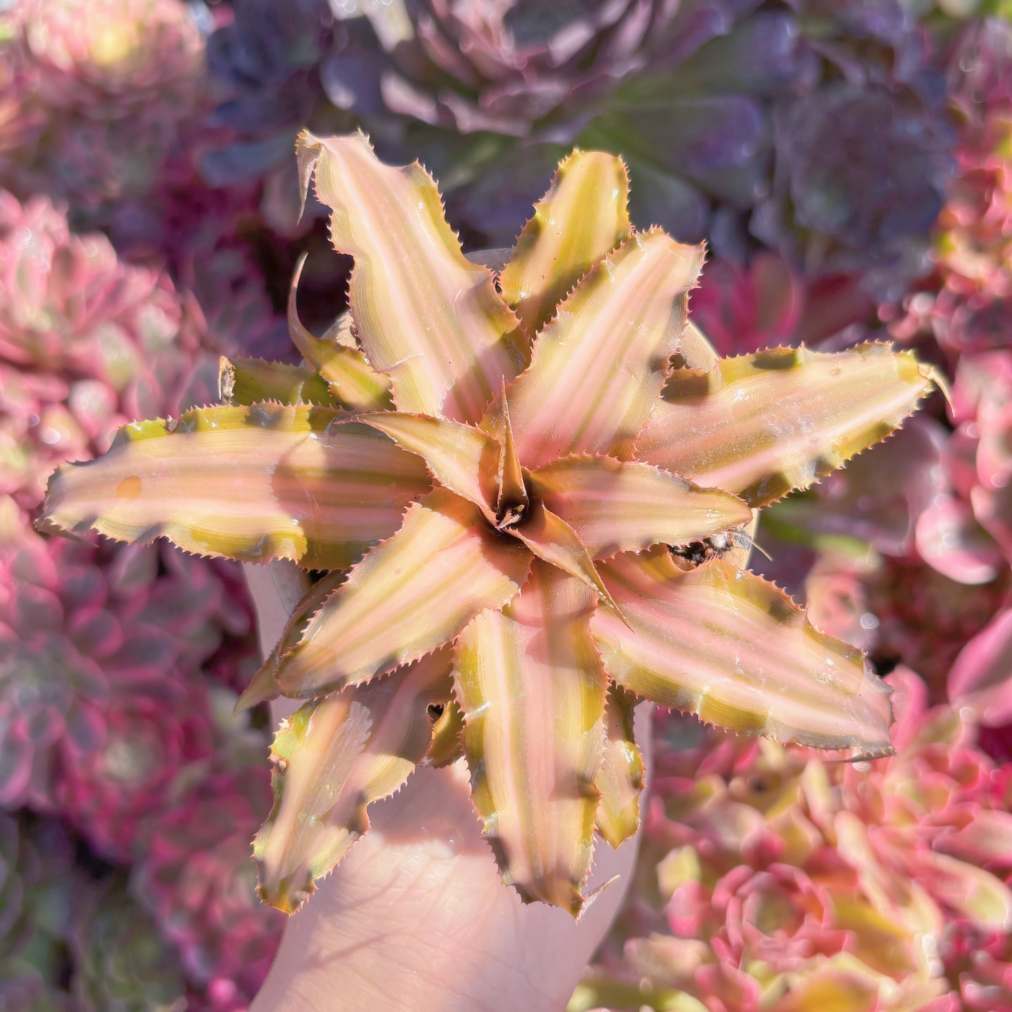 クリプタンサス　ソレイル　新入荷　るる農園