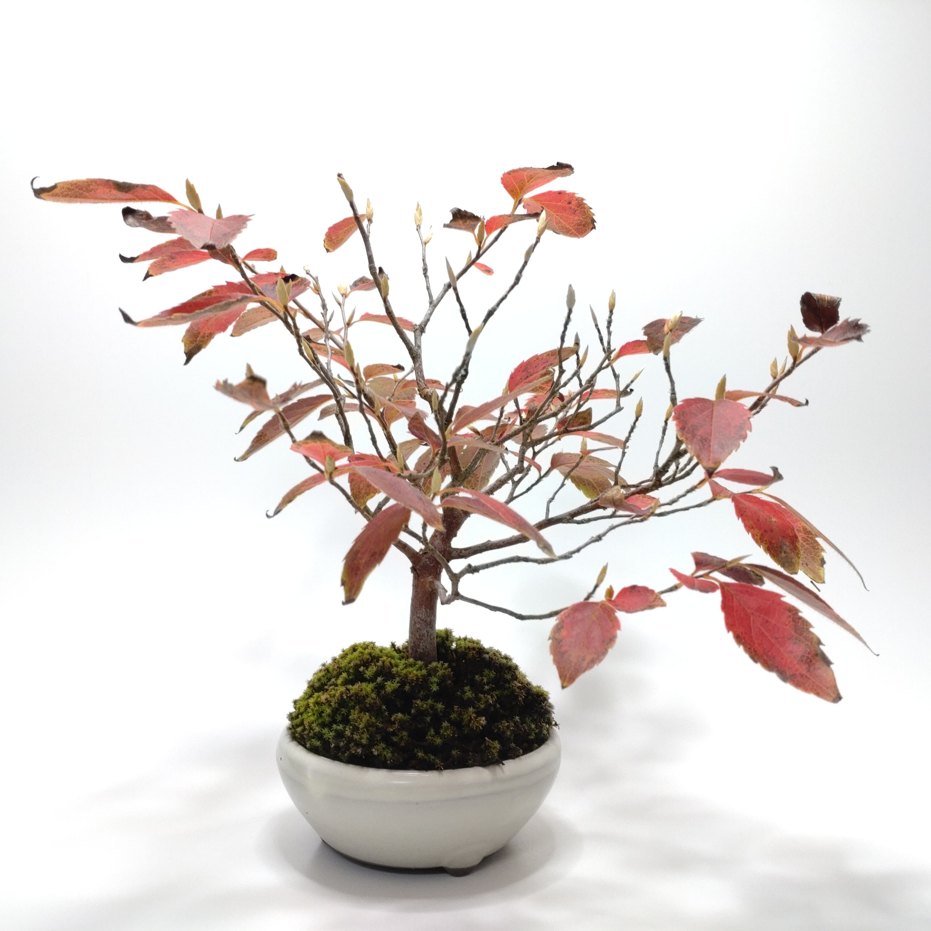 姫沙羅 ヒメシャラ 小品盆栽