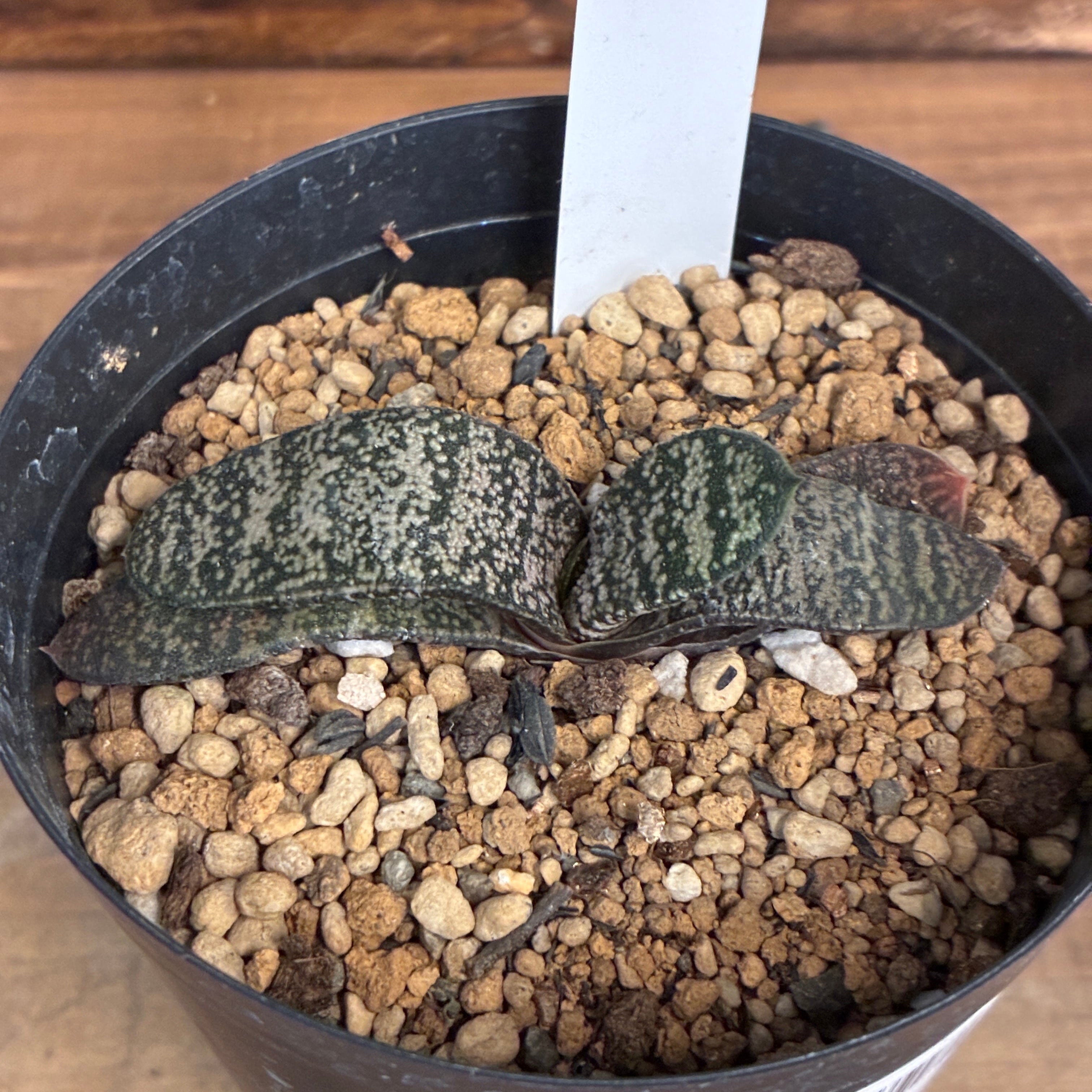 多肉植物 | PROTOLEAF プロトリーフ